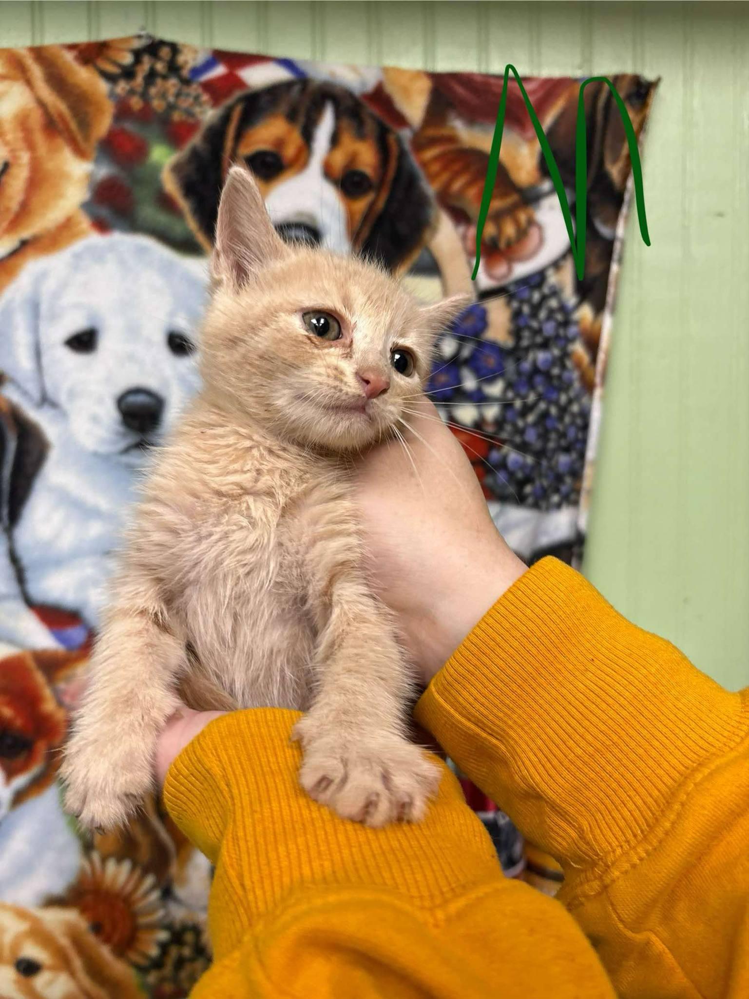 Zac Farro, Baby Male Domestic Short Hair