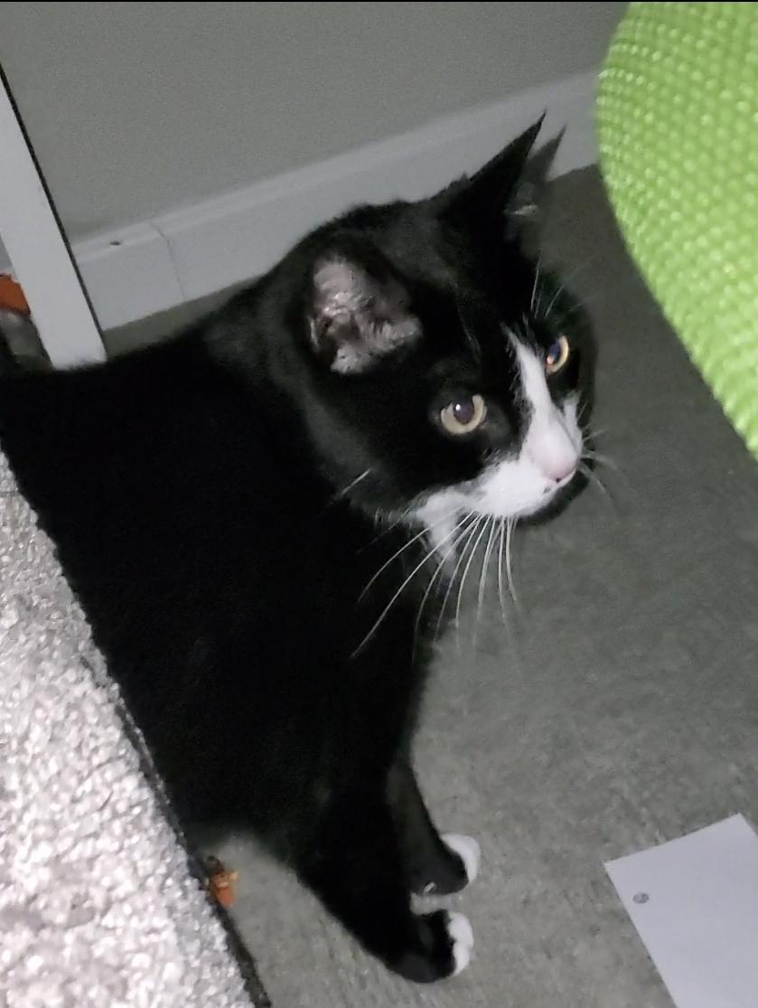 Enlarge Mr Mow Mow, a Adoptable Domestic Short Hair in Temecula, CA image 3/4