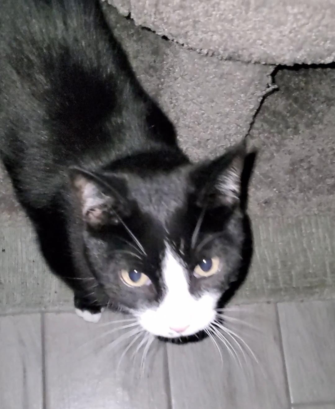 Enlarge Mr Mow Mow, a Adoptable Domestic Short Hair in Temecula, CA image 4/4