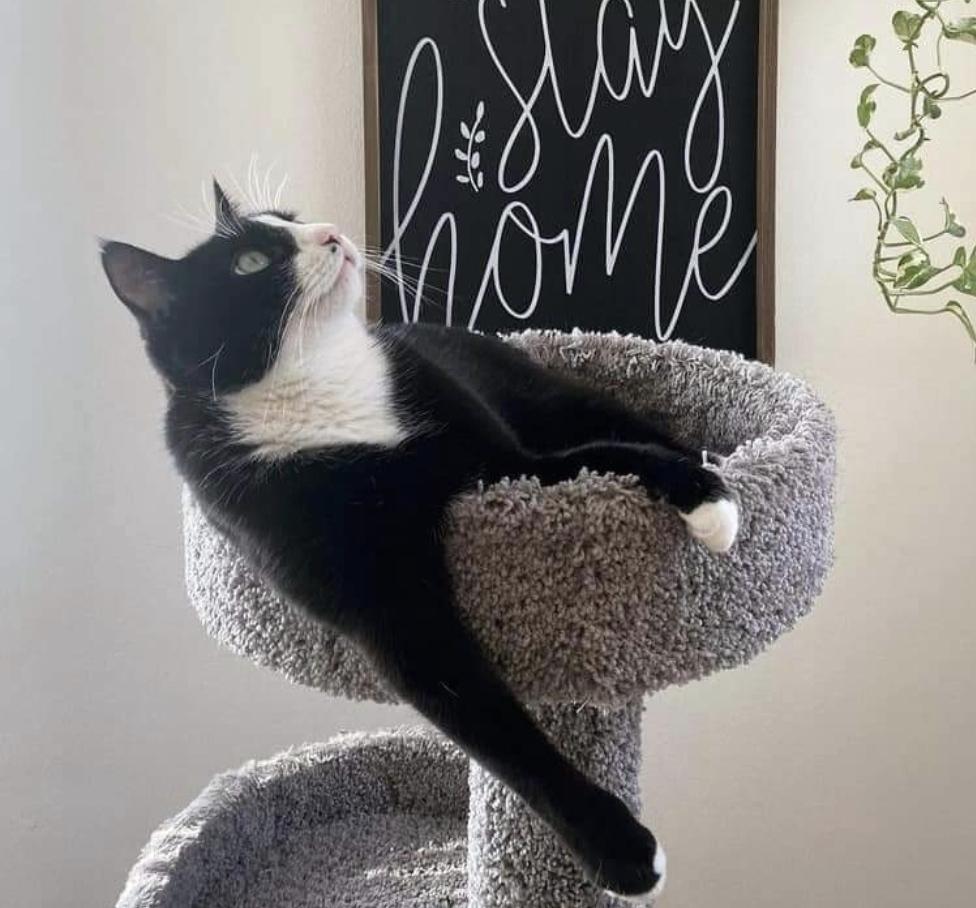 Enlarge Mr Mow Mow, a Adoptable Domestic Short Hair in Temecula, CA image 1/4