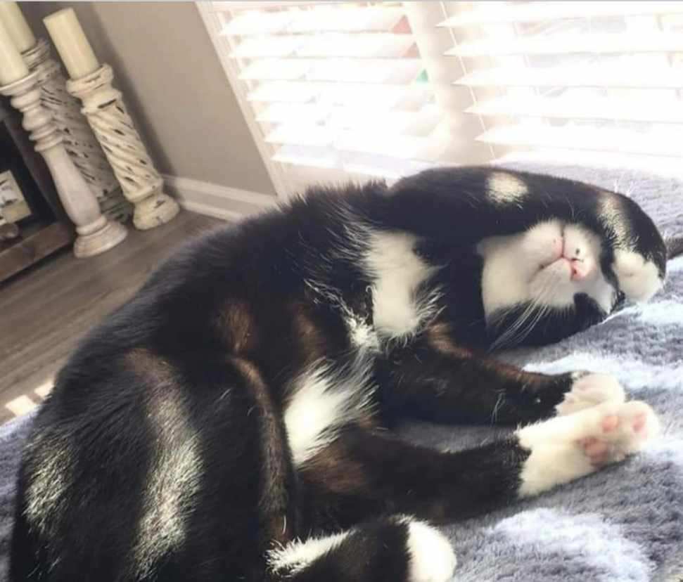 Enlarge Mr Mow Mow, a Adoptable Domestic Short Hair in Temecula, CA image 2/4