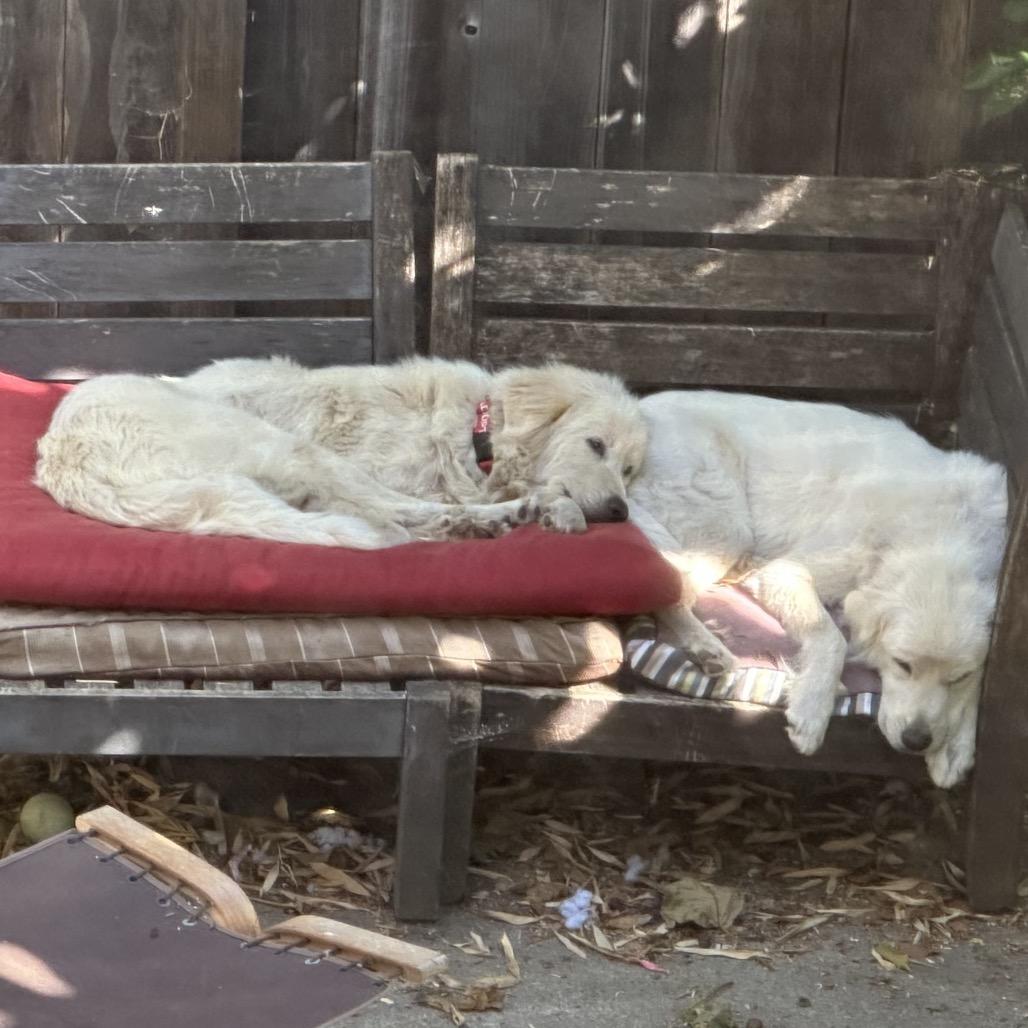 HELEN, Adoptable, Adult Female Great Pyrenees.