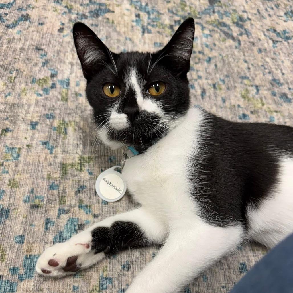 Enlarge Masquerade, a Adoptable Domestic Short Hair in Huntsville, AL image 1/6