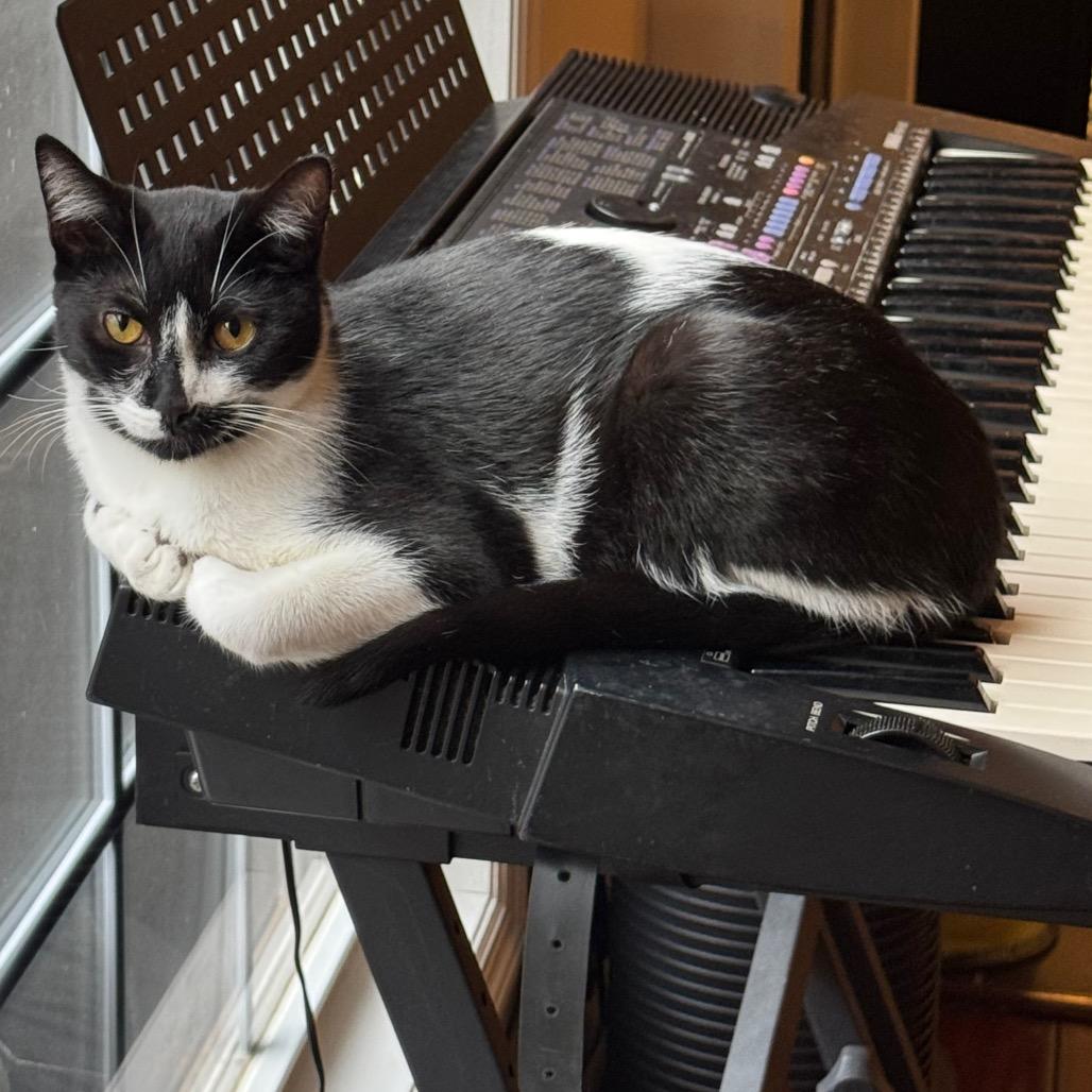 Enlarge Masquerade, a Adoptable Domestic Short Hair in Huntsville, AL image 2/6