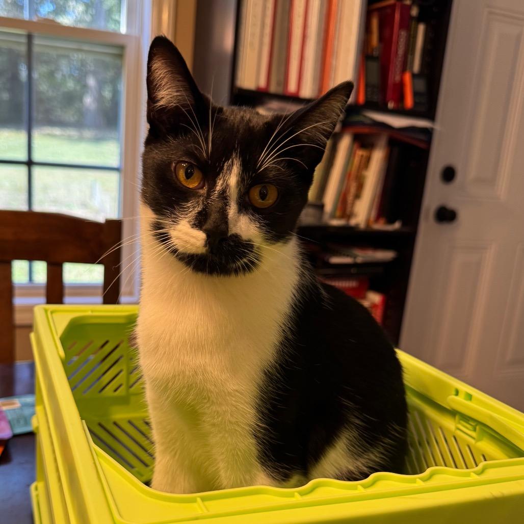 Enlarge Masquerade, a Adoptable Domestic Short Hair in Huntsville, AL image 3/6