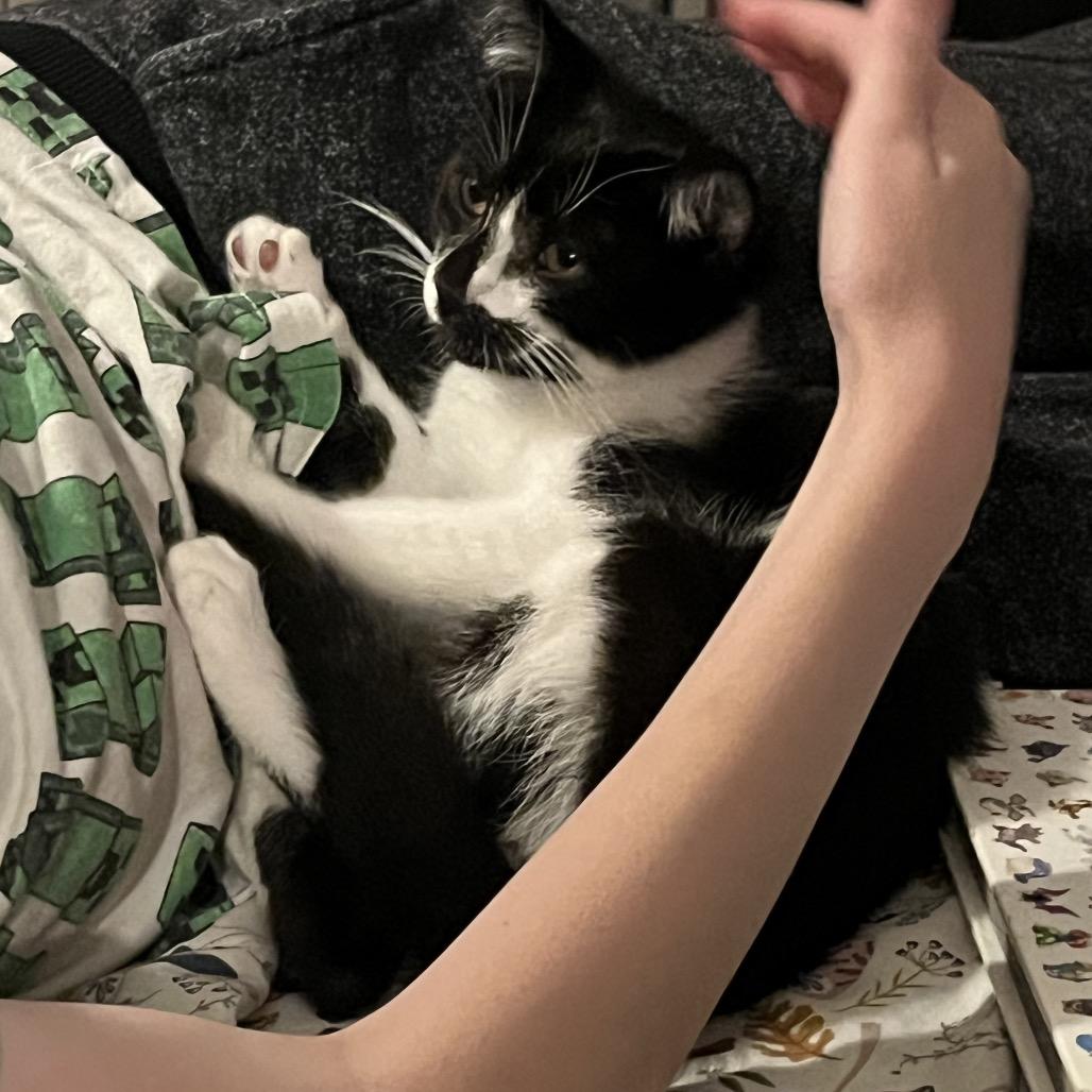 Enlarge Masquerade, a Adoptable Domestic Short Hair in Huntsville, AL image 5/6