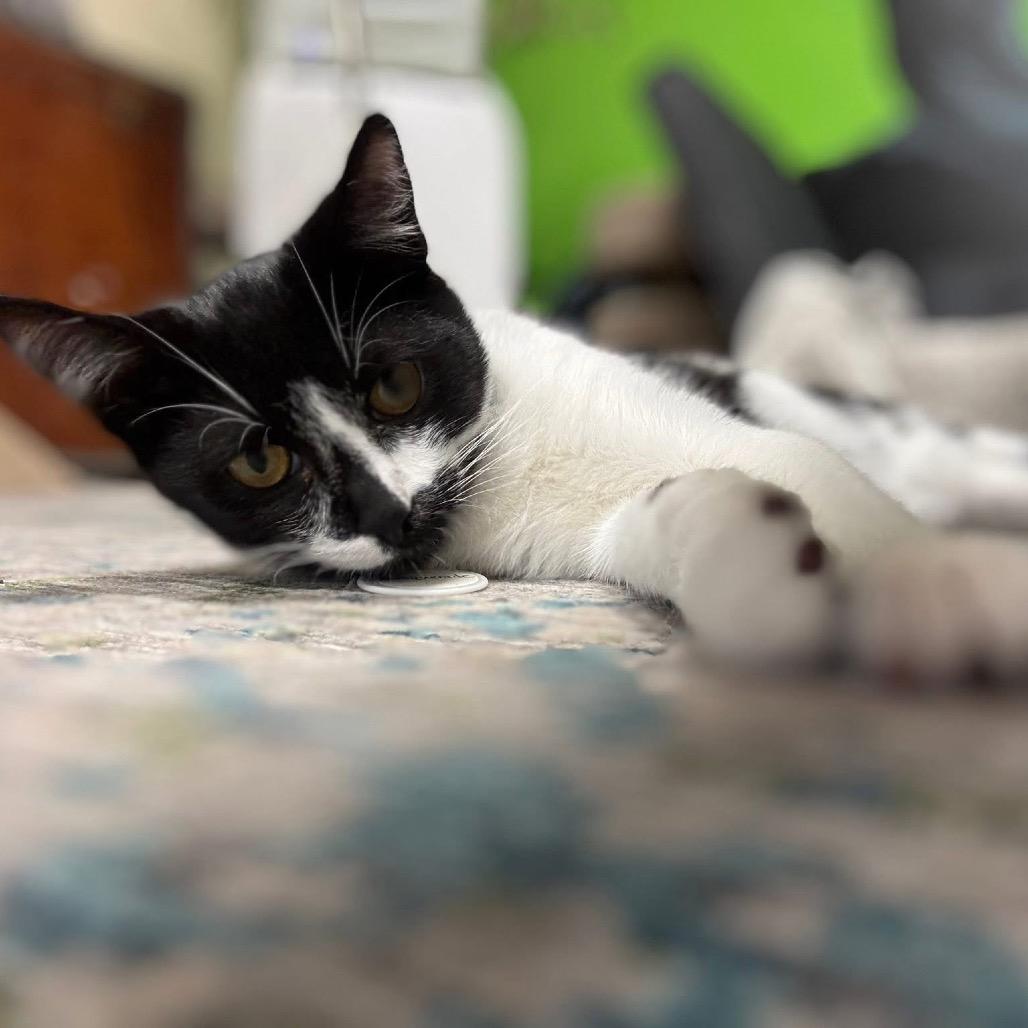 Enlarge Masquerade, a Adoptable Domestic Short Hair in Huntsville, AL image 6/6