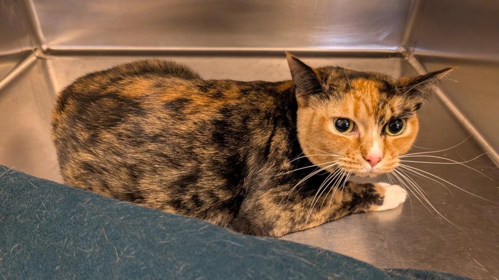 Briar, Adoptable, Young Female Domestic Short Hair.