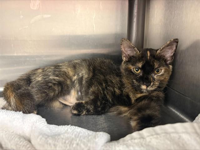 PIKE, Adoptable, Kitten Female Domestic Short Hair.
