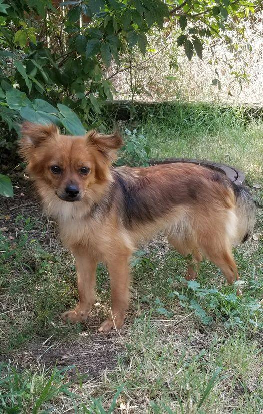 Enlarge Foxy, a Adoptable Australian Terrier in Wichita, KS image 1/1