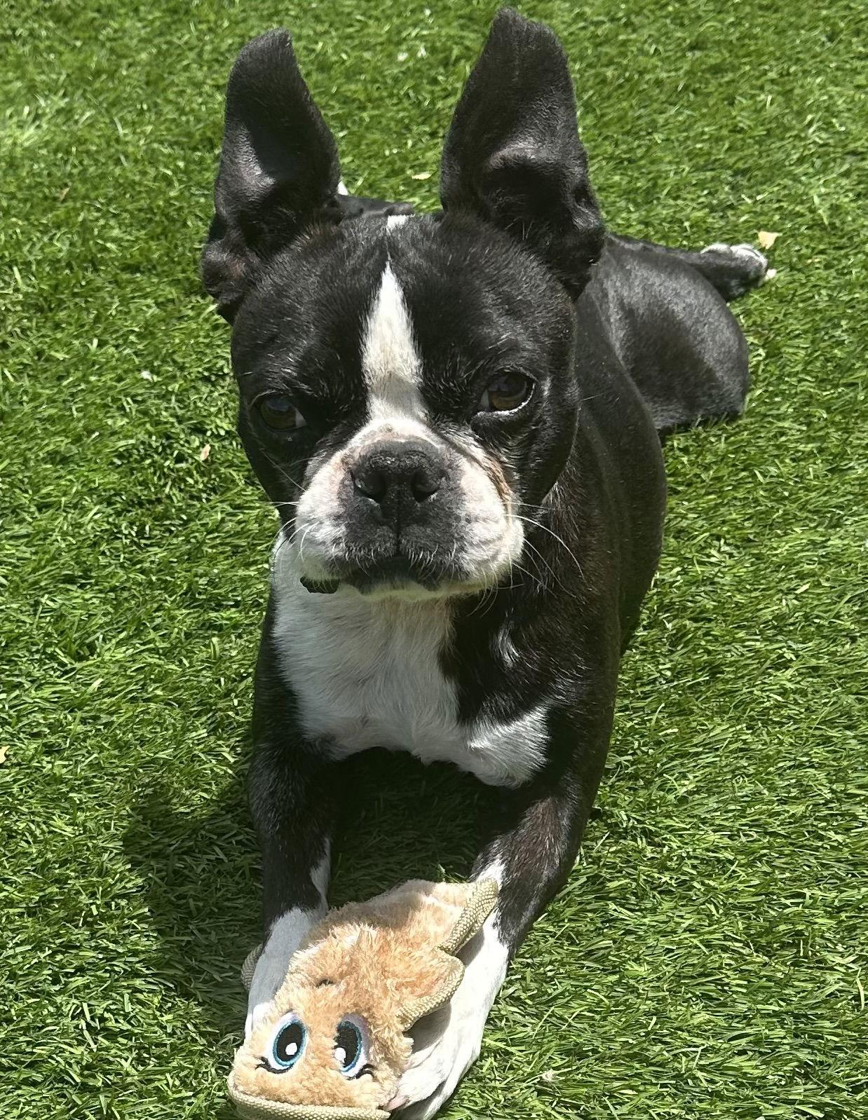 Enlarge Missy, a Adopted Boston Terrier in Scottsdale, AZ image 1/2