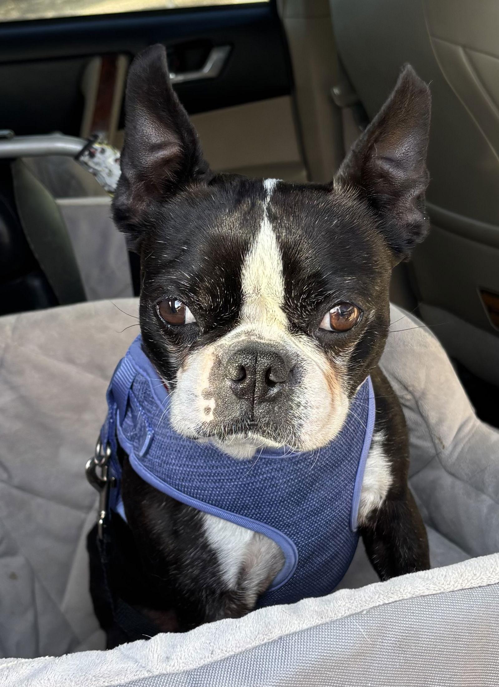 Enlarge Missy, a Adopted Boston Terrier in Scottsdale, AZ image 2/2