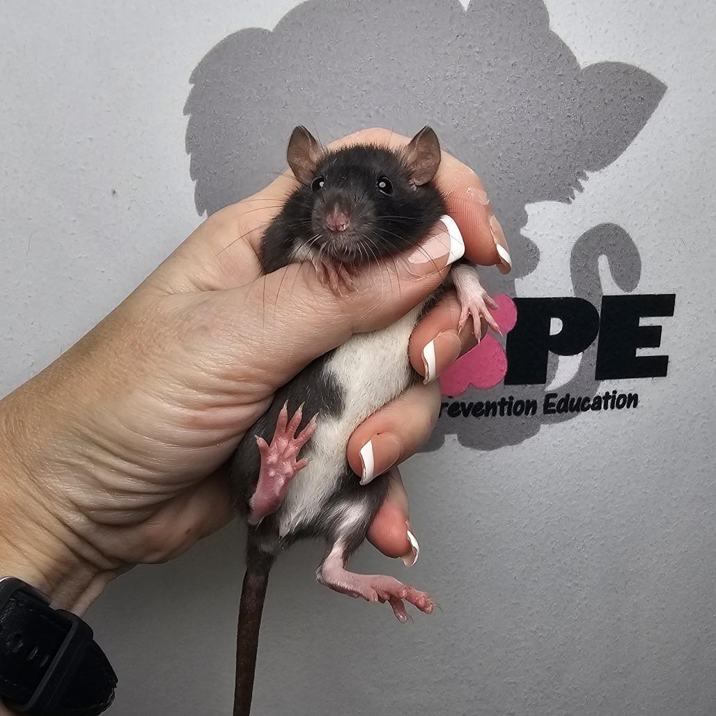 Jazzy, Adoptable, Baby Female Rat.