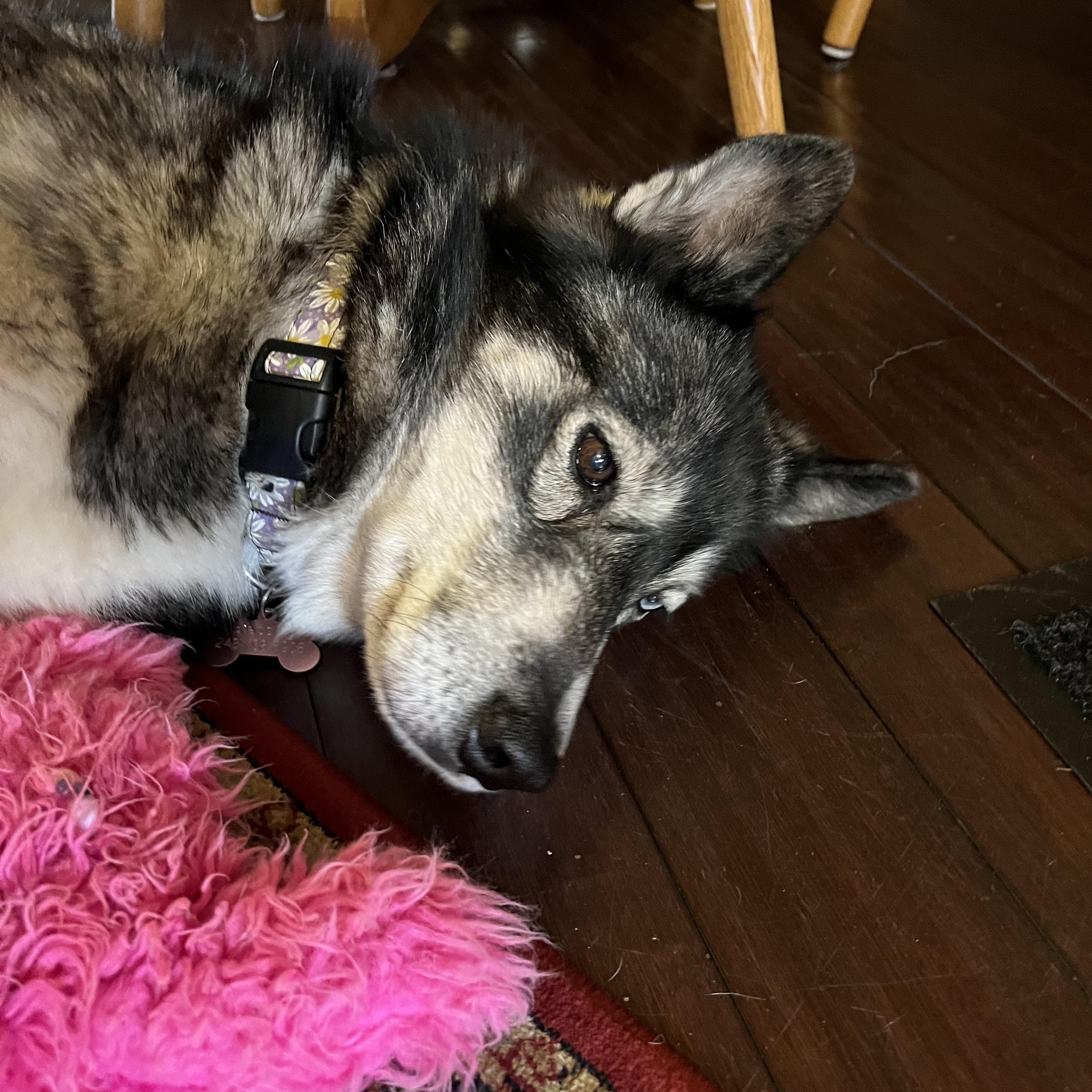 Blessing, a Adoptable mixed breed in Livonia, MI image 1/5