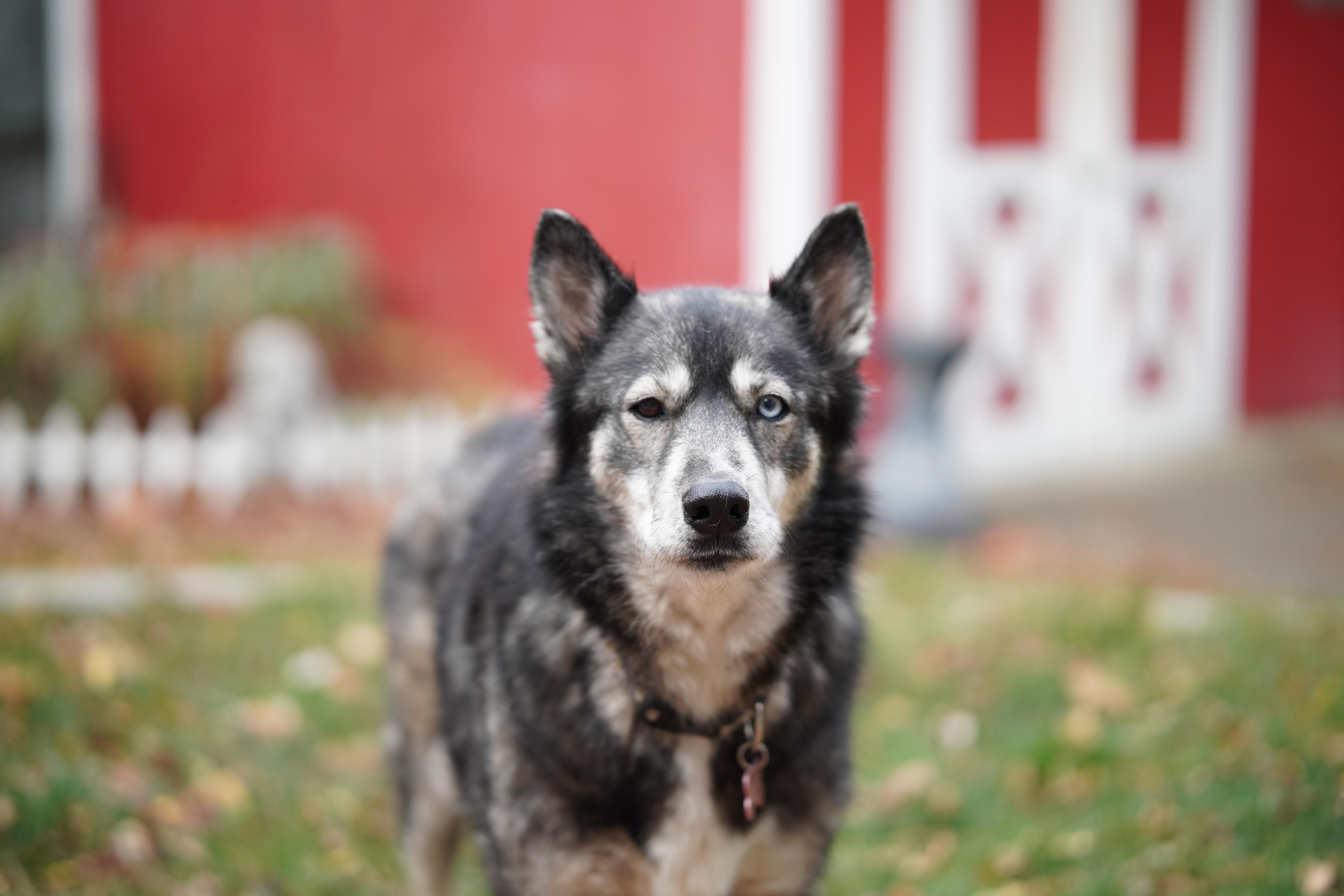 Blessing, a Adoptable mixed breed in Livonia, MI image 2/5