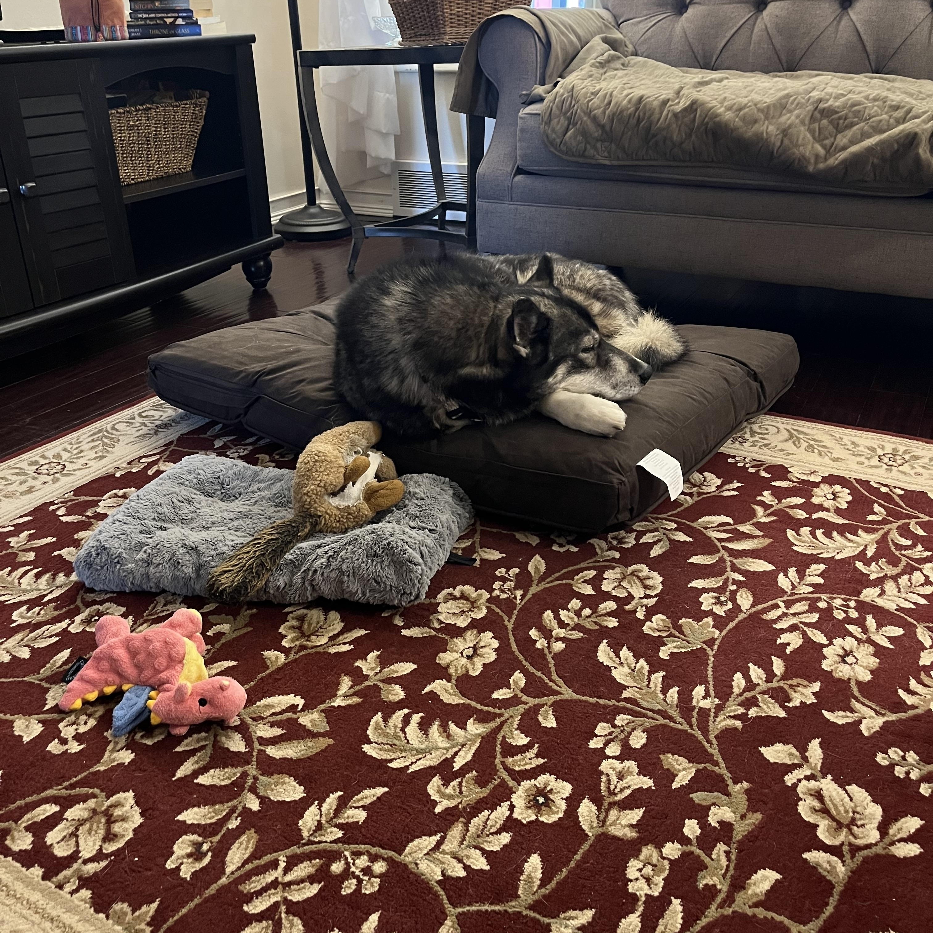 Blessing, a Adoptable mixed breed in Livonia, MI image 3/5