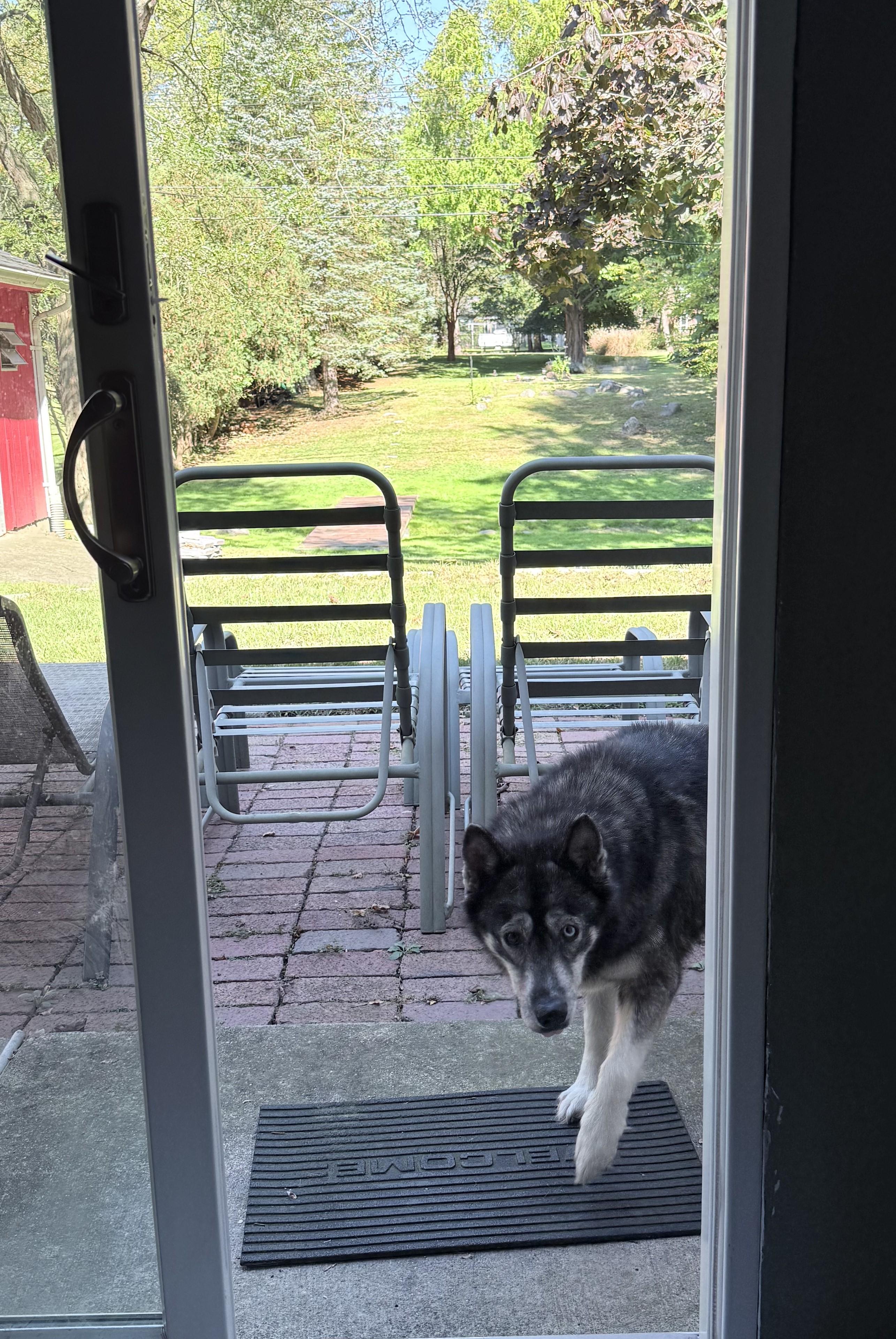 Blessing, a Adoptable mixed breed in Livonia, MI image 4/5