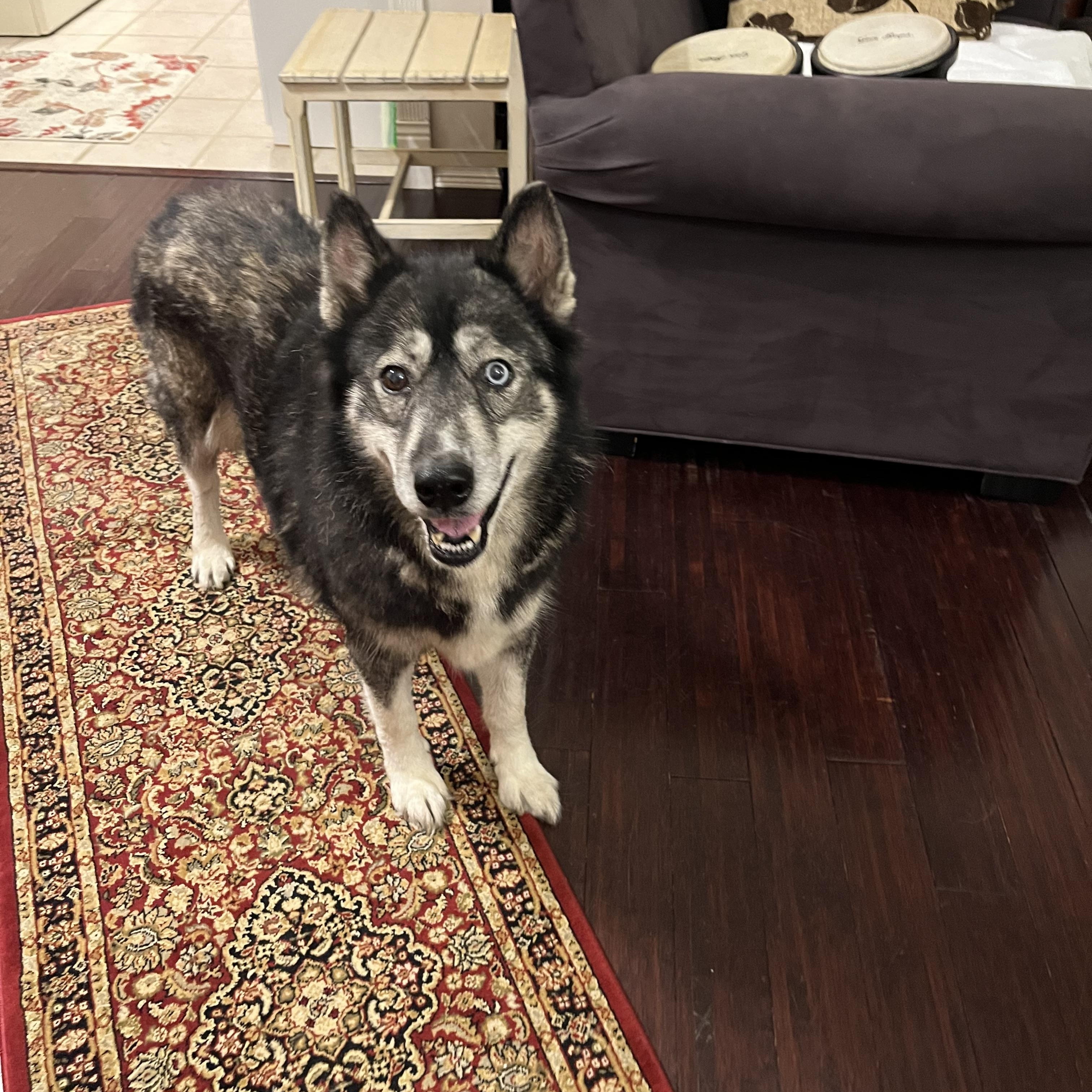 Blessing, a Adoptable mixed breed in Livonia, MI image 5/5