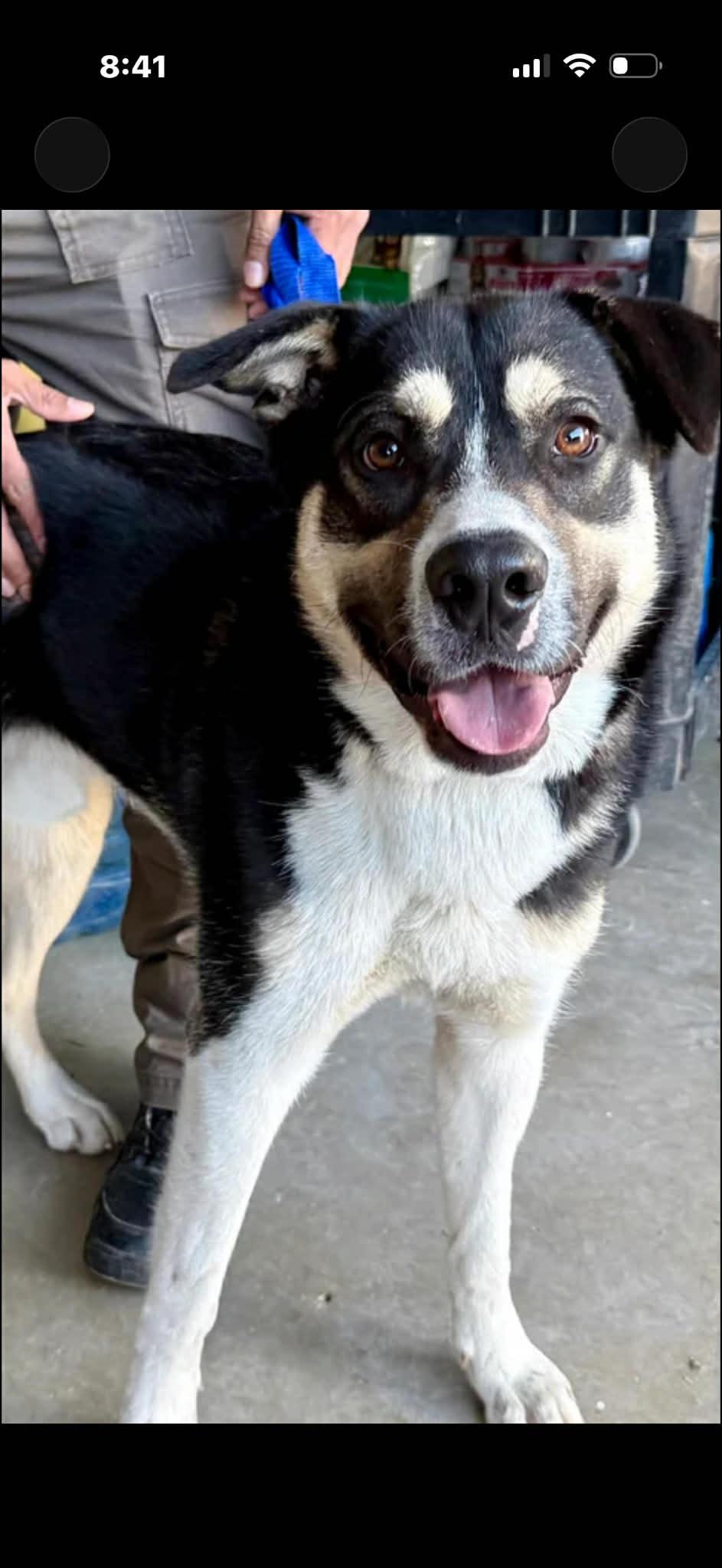 Enlarge Jaxson , a ADOPTABLE mixed breed in Elkhorn, WI image 1/2