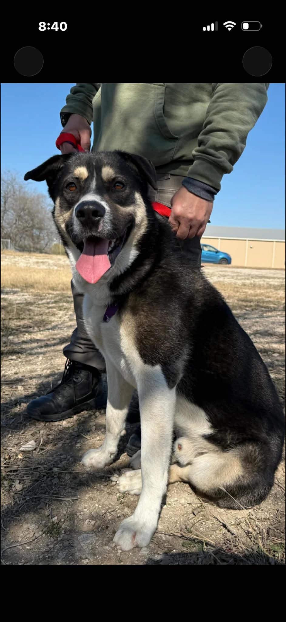 Enlarge Jaxson , a ADOPTABLE mixed breed in Elkhorn, WI image 2/2