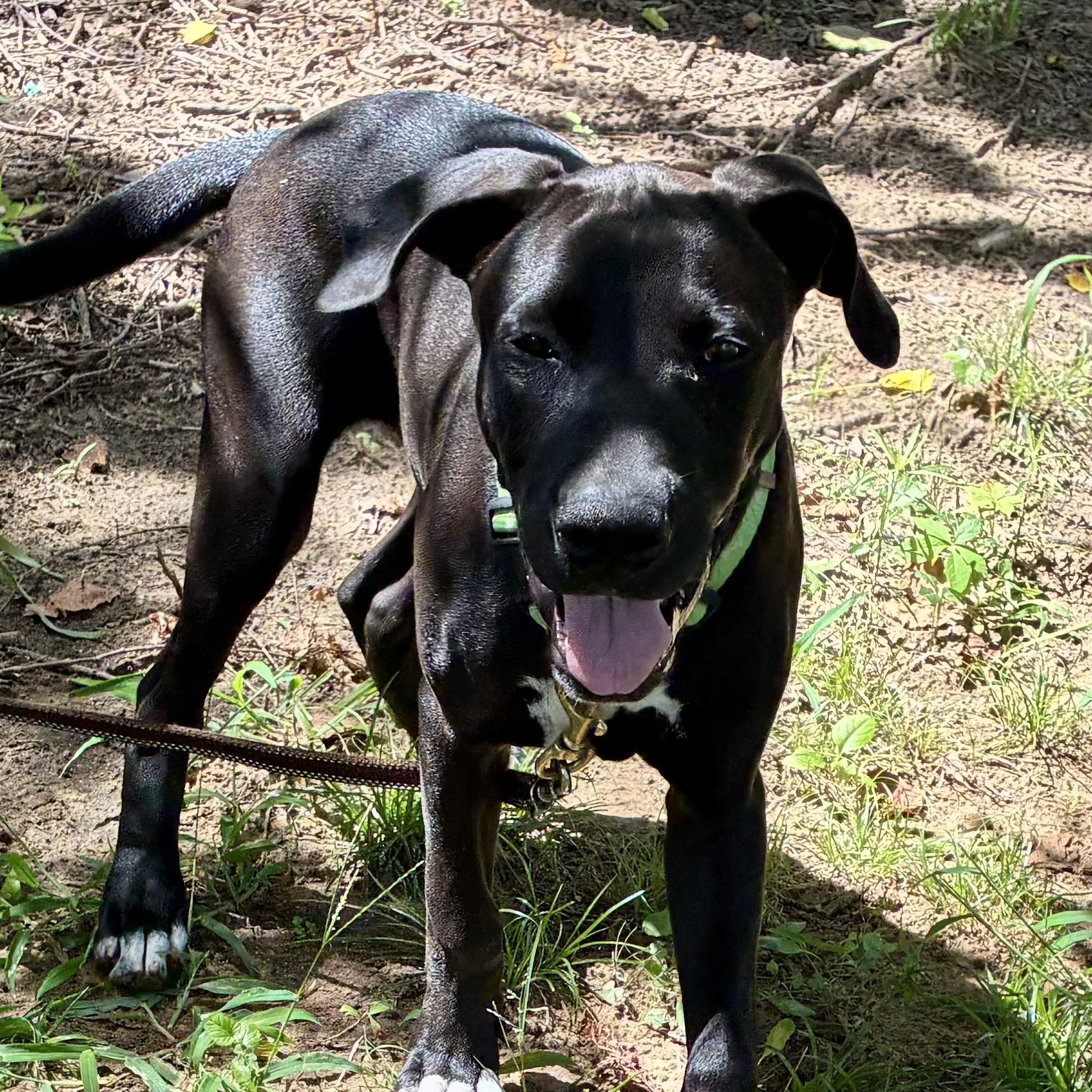 Enlarge Chester - Gentle Giant in the Making, a Adoptable mixed breed in Tulsa, OK image 5/6