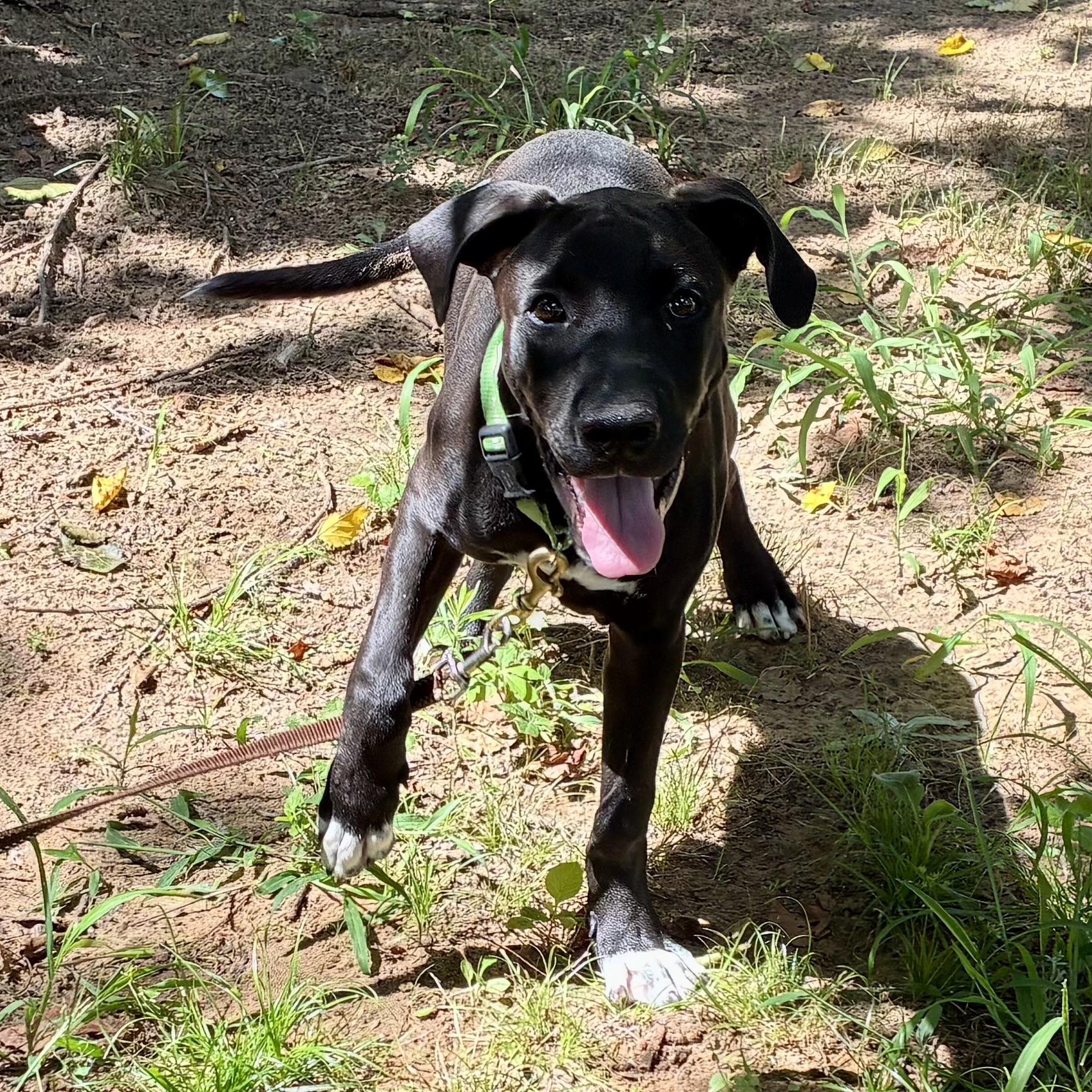 Enlarge Chester - Gentle Giant in the Making, a Adoptable mixed breed in Tulsa, OK image 4/6