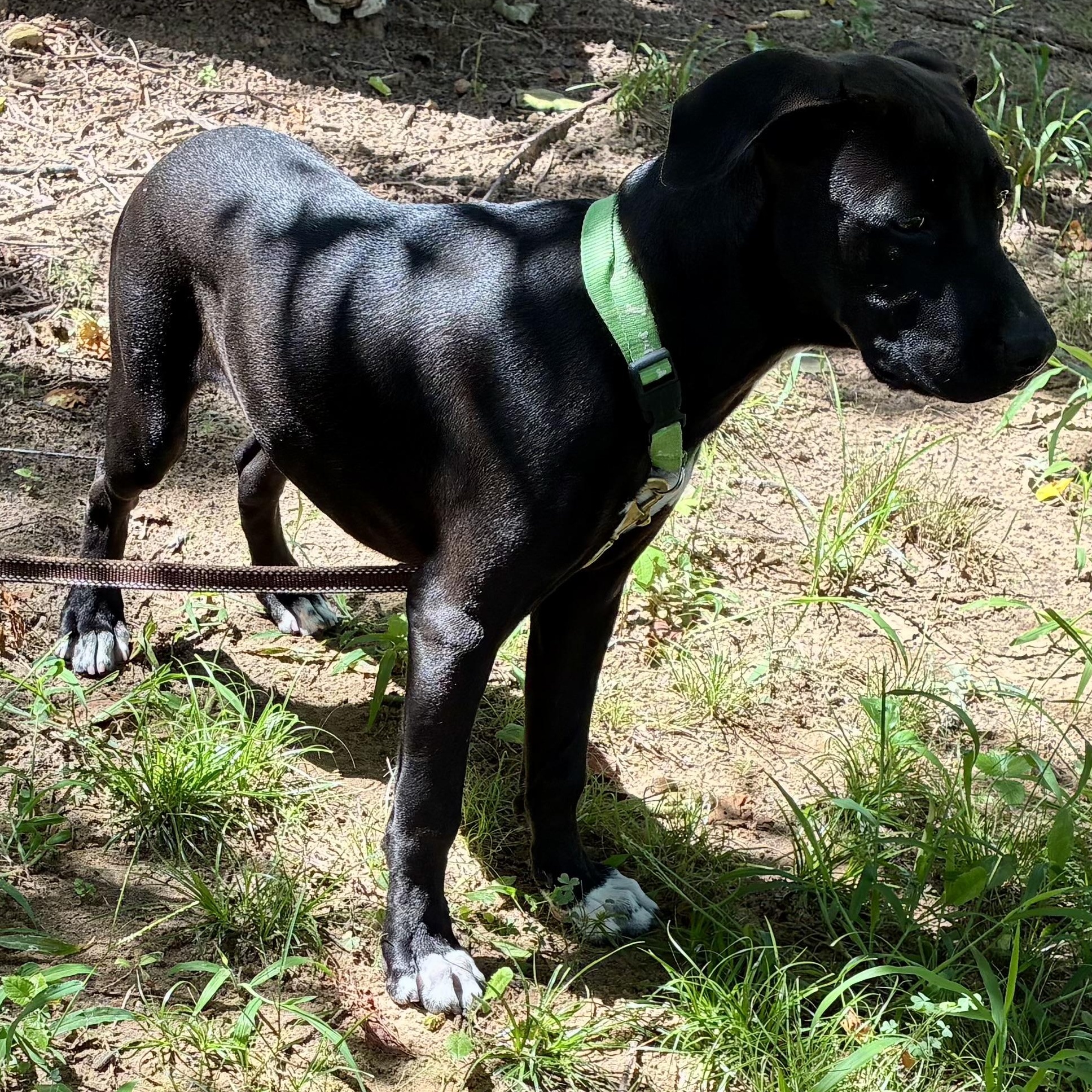 Enlarge Chester - Gentle Giant in the Making, a Adoptable mixed breed in Tulsa, OK image 6/6
