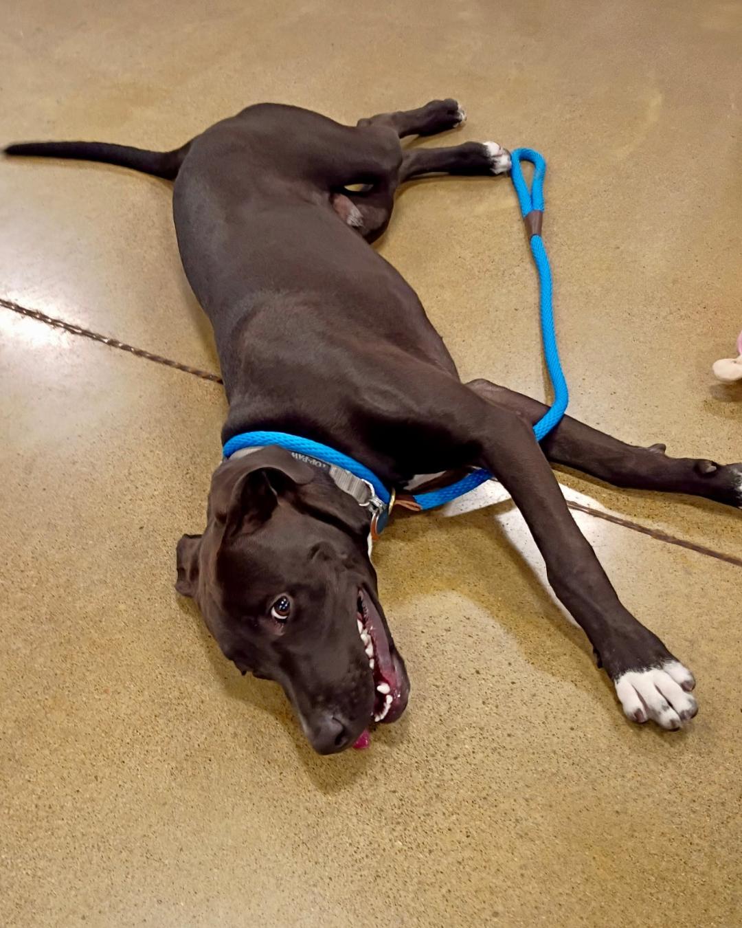 Enlarge Chester - Gentle Giant in the Making, a Adoptable mixed breed in Tulsa, OK image 3/6