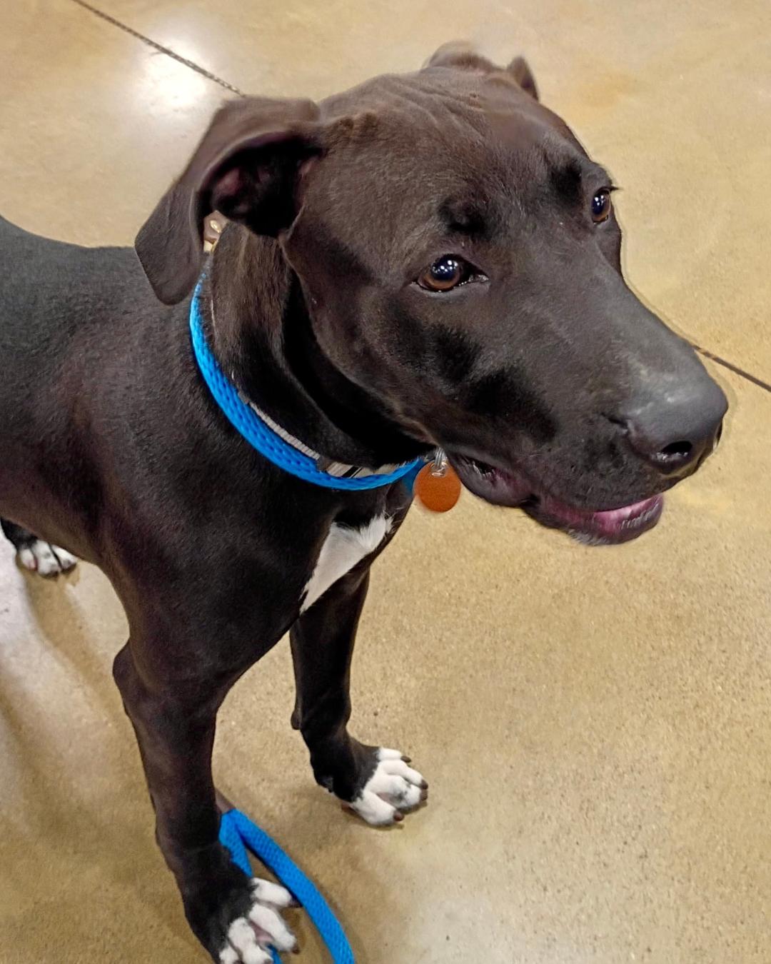 Enlarge Chester - Gentle Giant in the Making, a Adoptable mixed breed in Tulsa, OK image 1/6