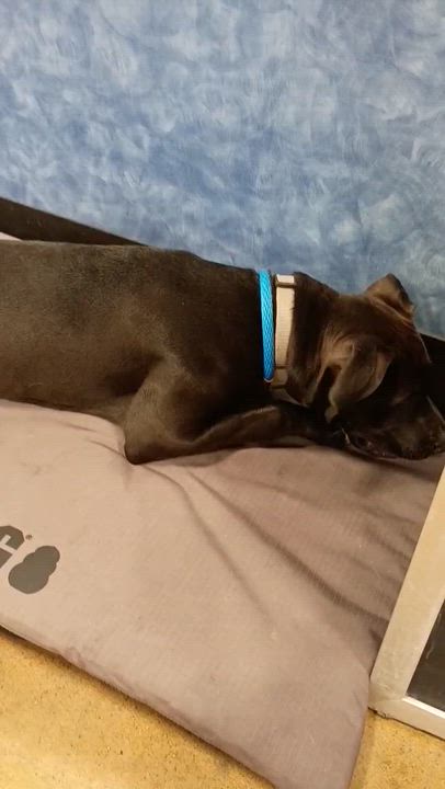 Enlarge Chester - Gentle Giant in the Making, a Adoptable mixed breed in Tulsa, OK video 2/6