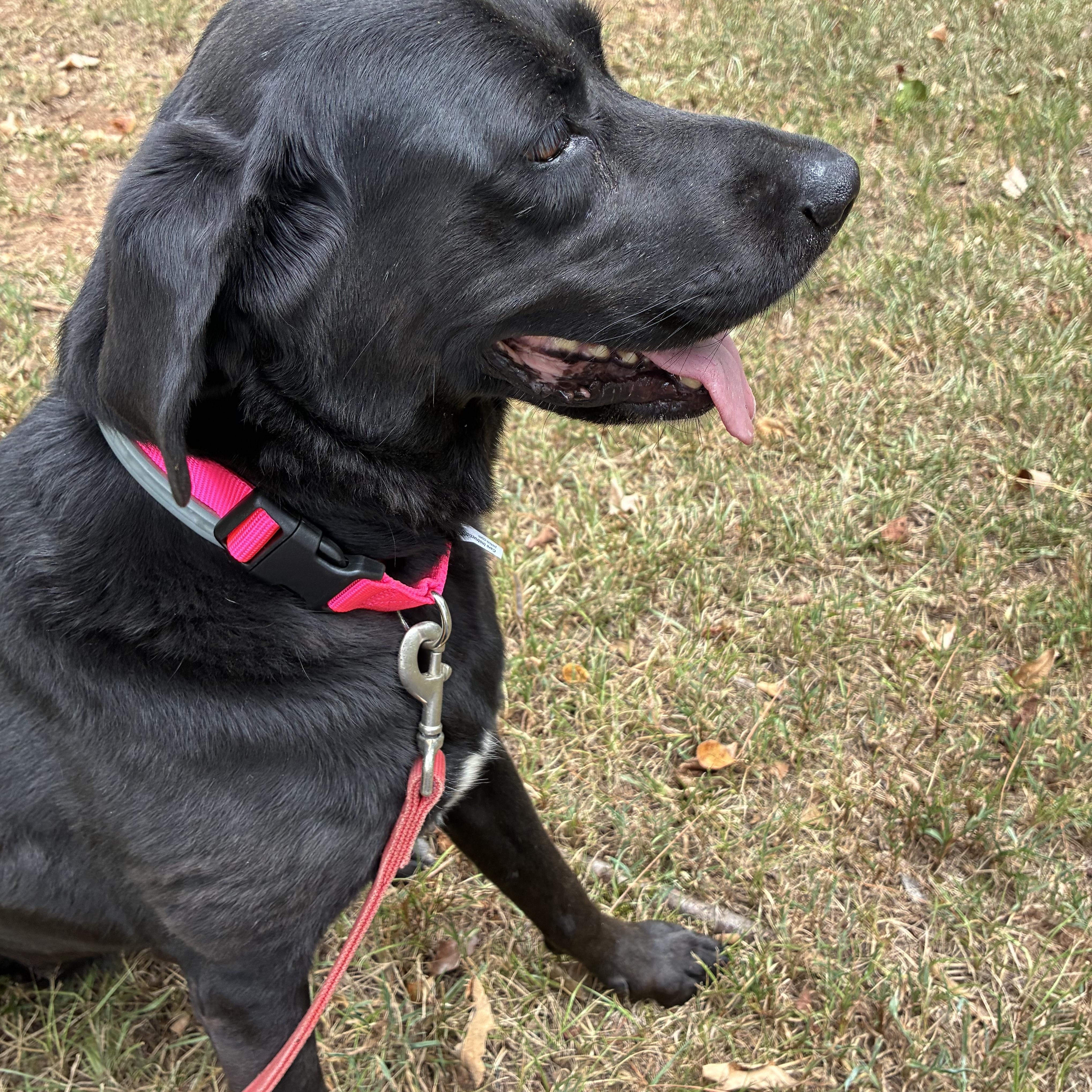 Enlarge Molly, a Adoptable Black Labrador Retriever in Alabaster, AL image 4/6