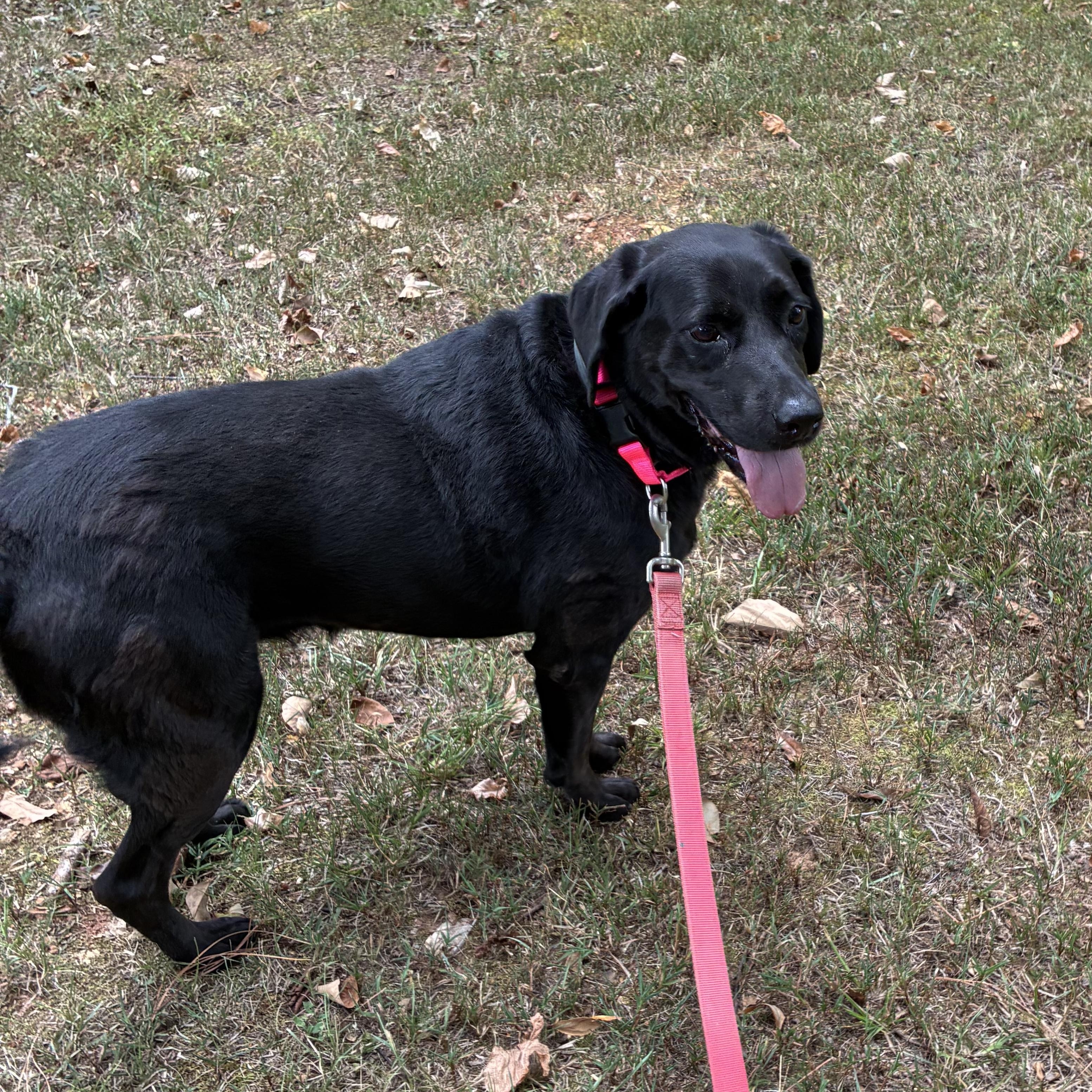 Enlarge Molly, a Adoptable Black Labrador Retriever in Alabaster, AL image 3/6