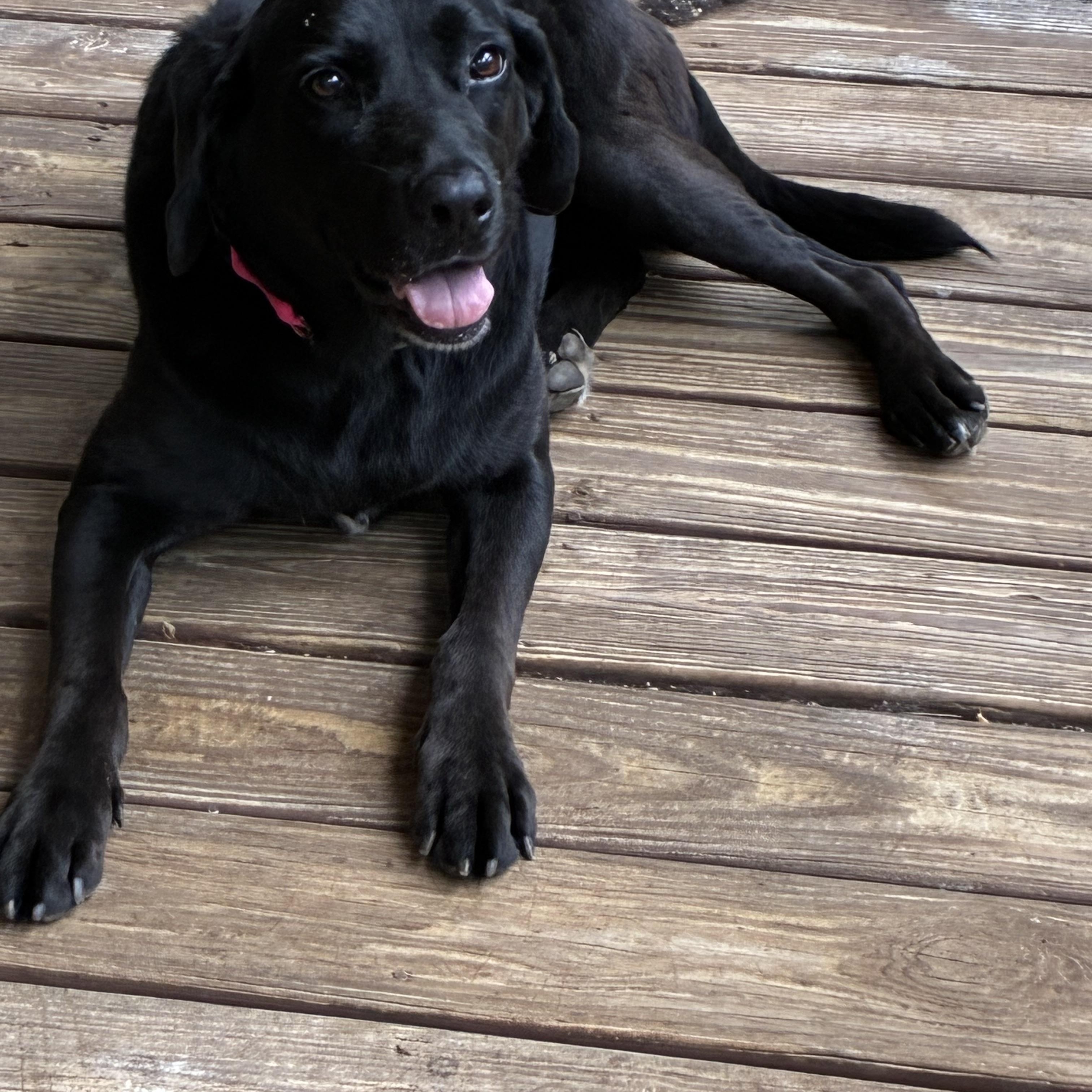 Enlarge Molly, a Adoptable Black Labrador Retriever in Alabaster, AL image 2/6