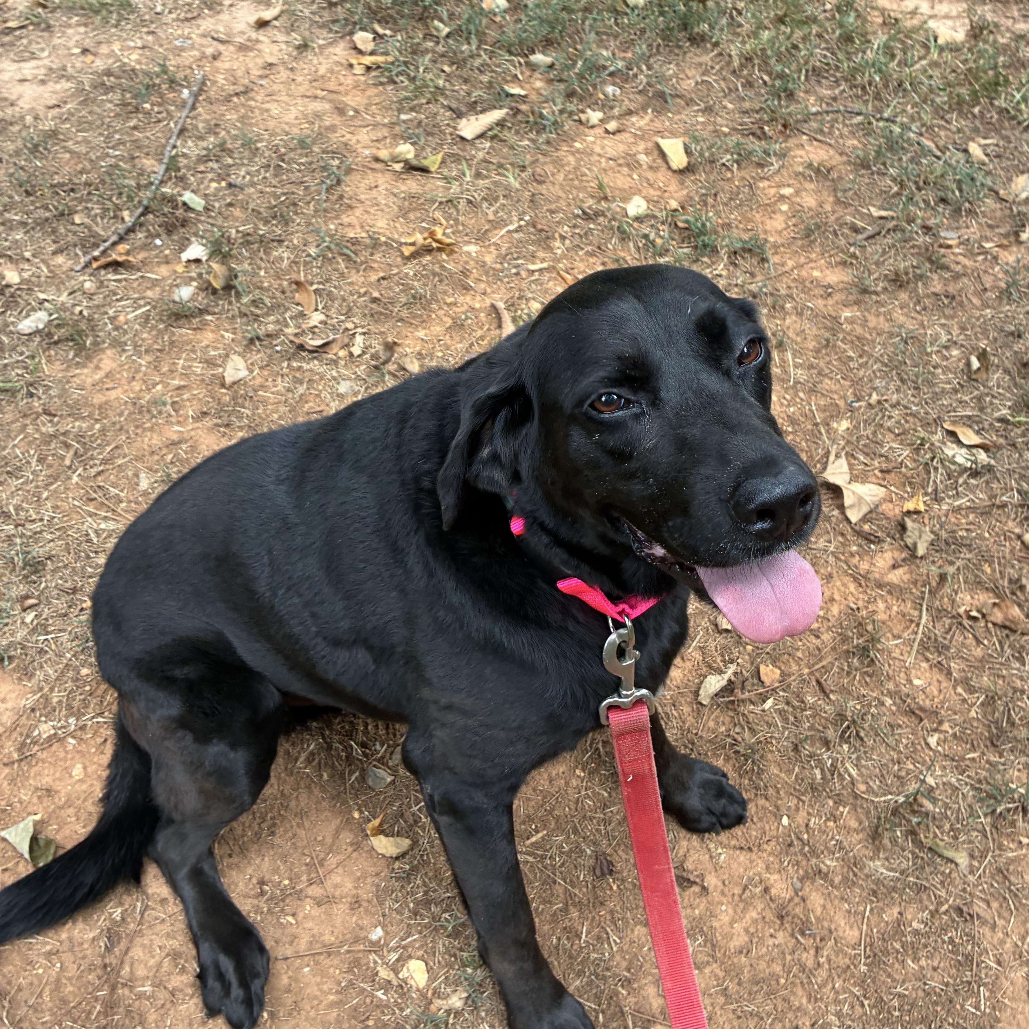 Enlarge Molly, a Adoptable Black Labrador Retriever in Alabaster, AL image 6/6
