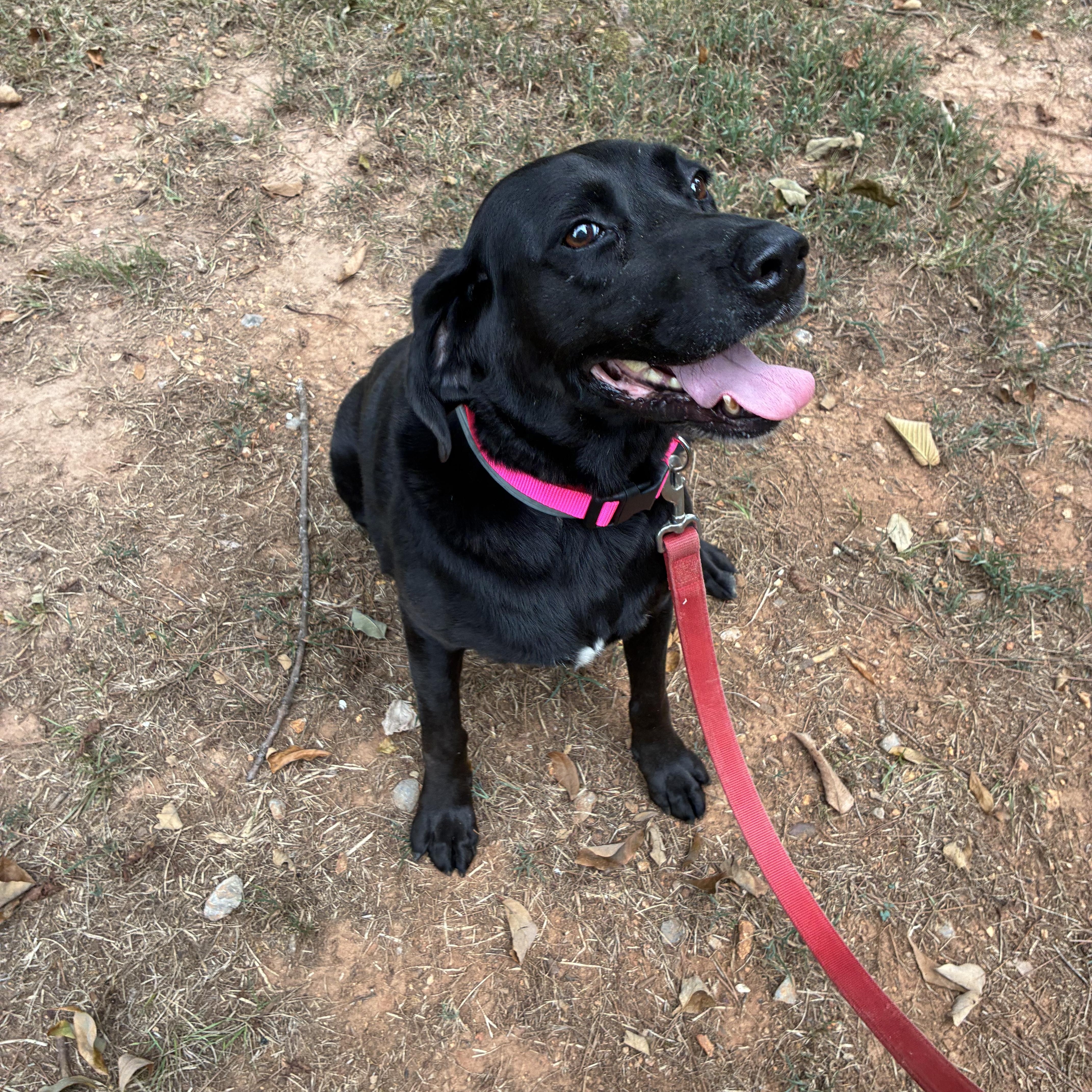 Molly, Adoptable, Adult Female Black Labrador Retriever.