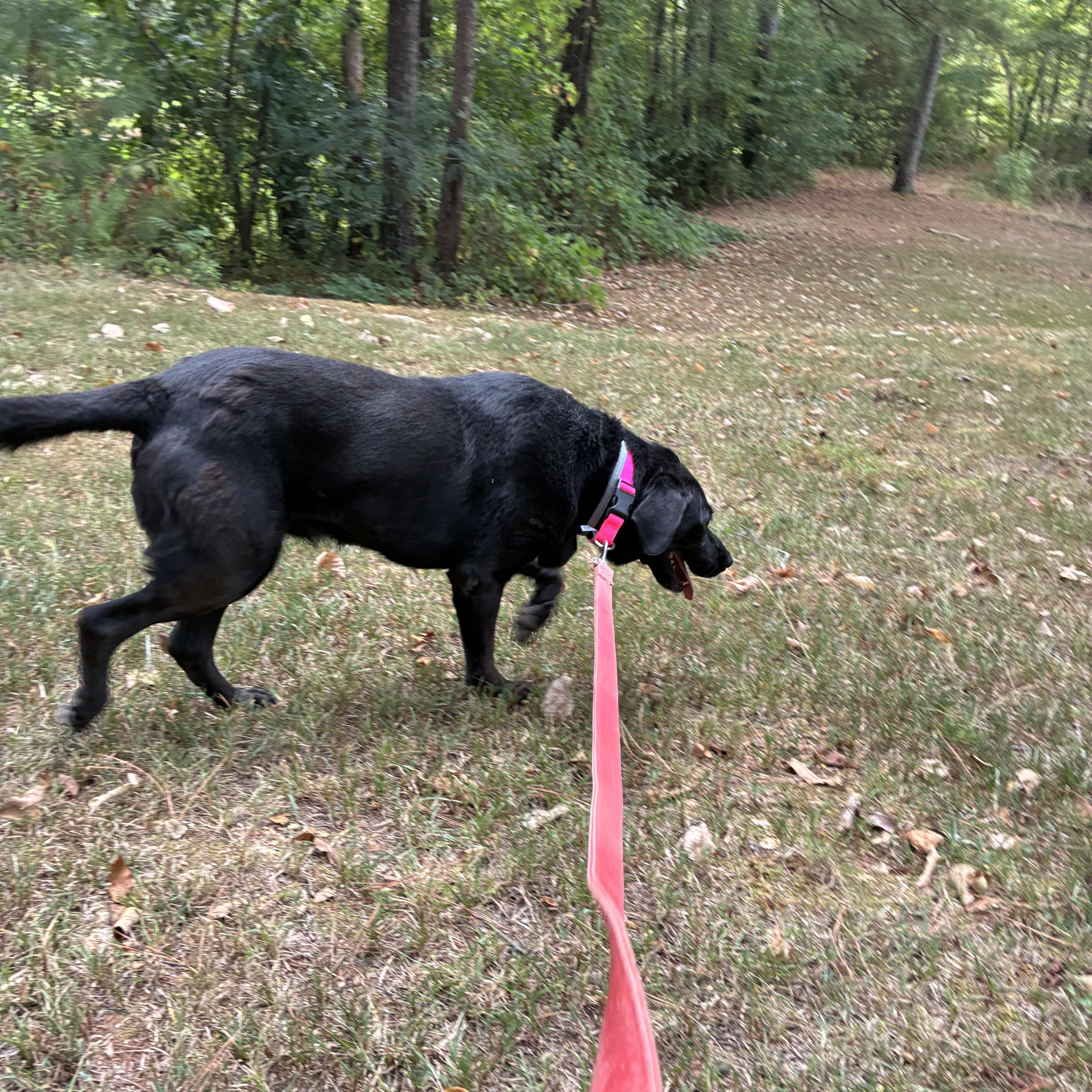 Enlarge Molly, a Adoptable Black Labrador Retriever in Alabaster, AL image 5/6