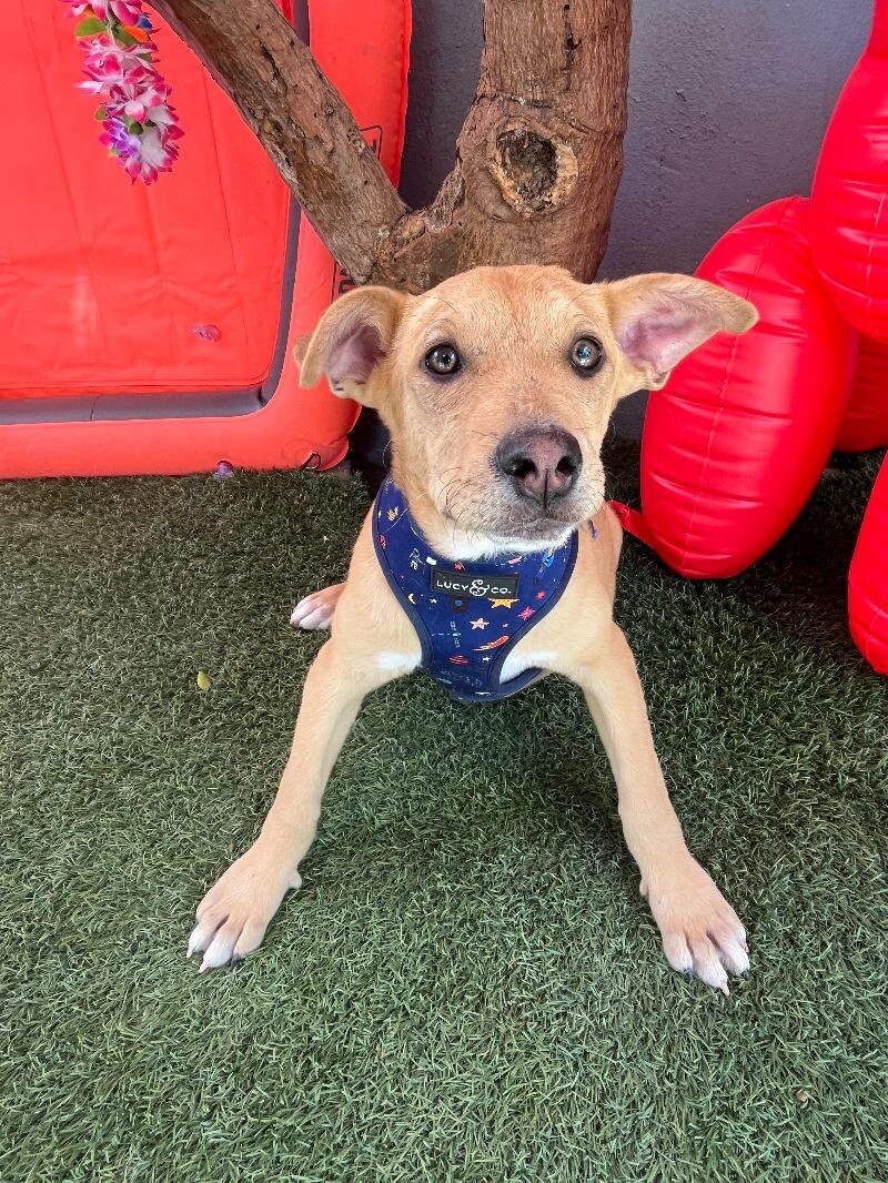 Phastos — thumbnail 2