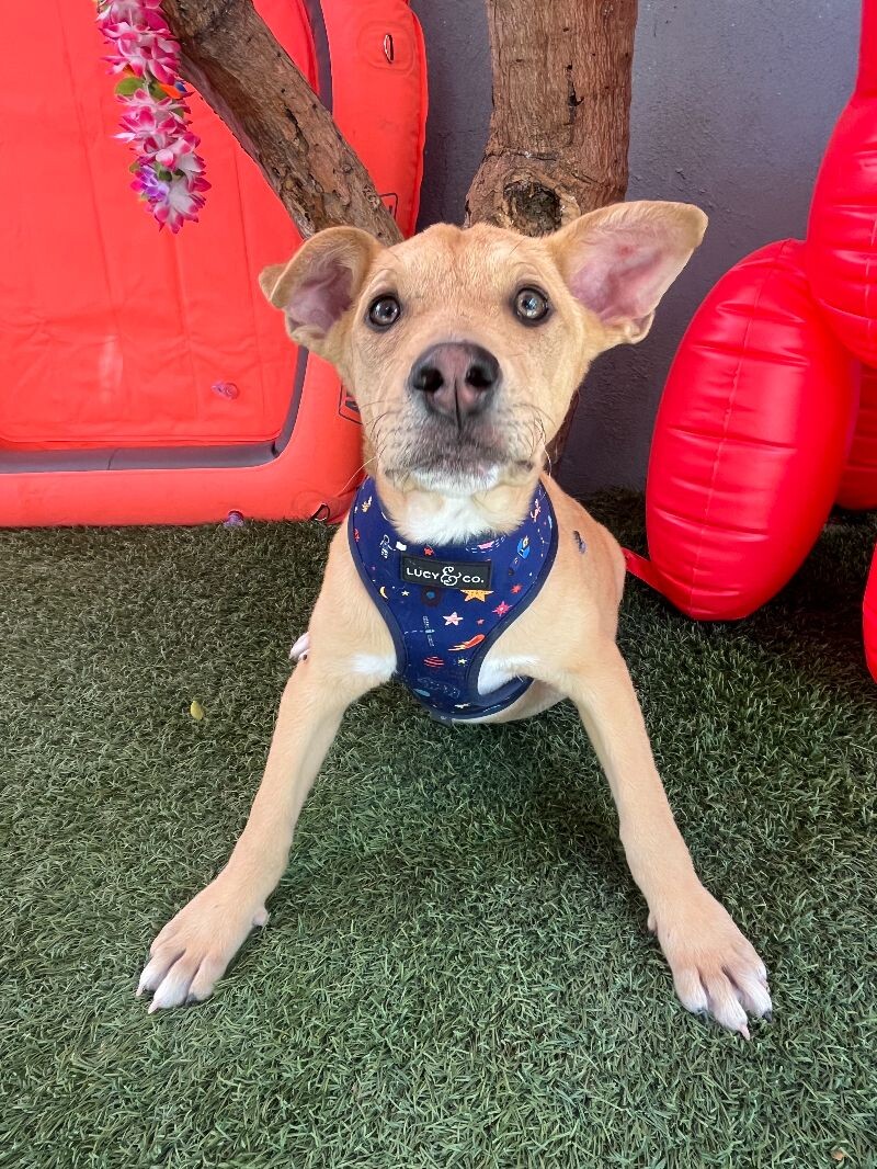 Phastos — thumbnail 3