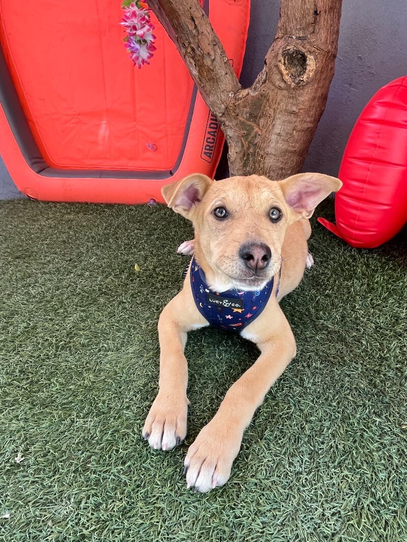 Phastos — thumbnail 4