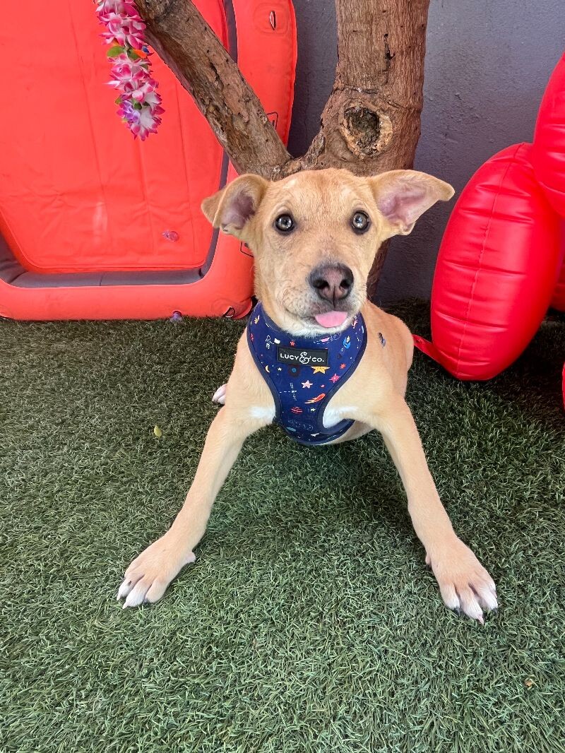 Phastos — thumbnail 5