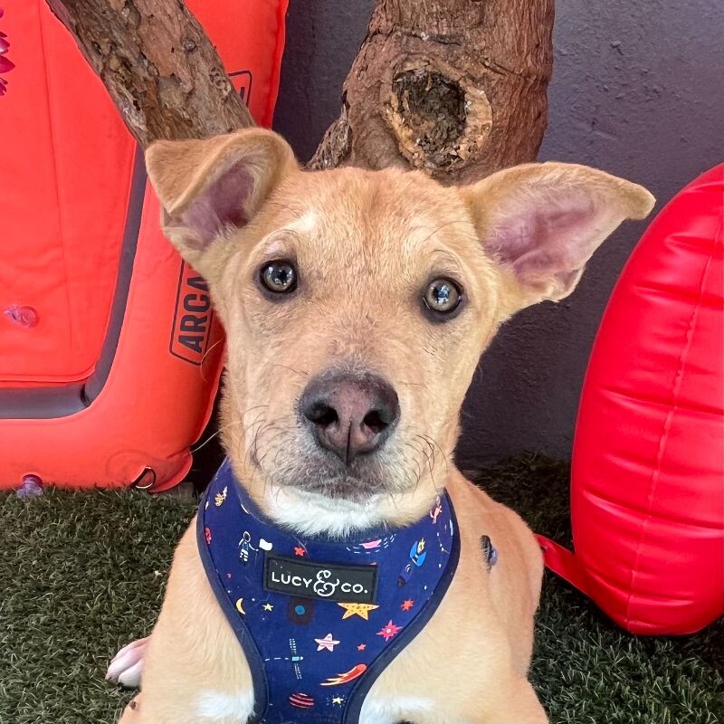 Phastos — thumbnail 6