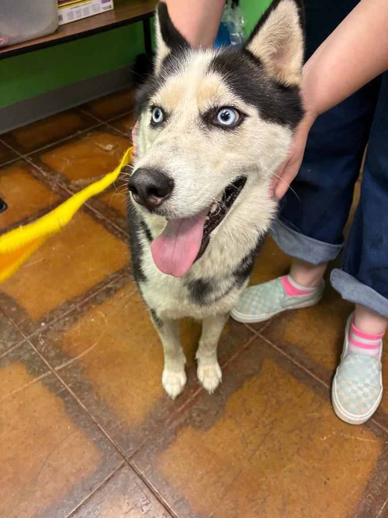Luka, Adoptable, Young Female Husky.