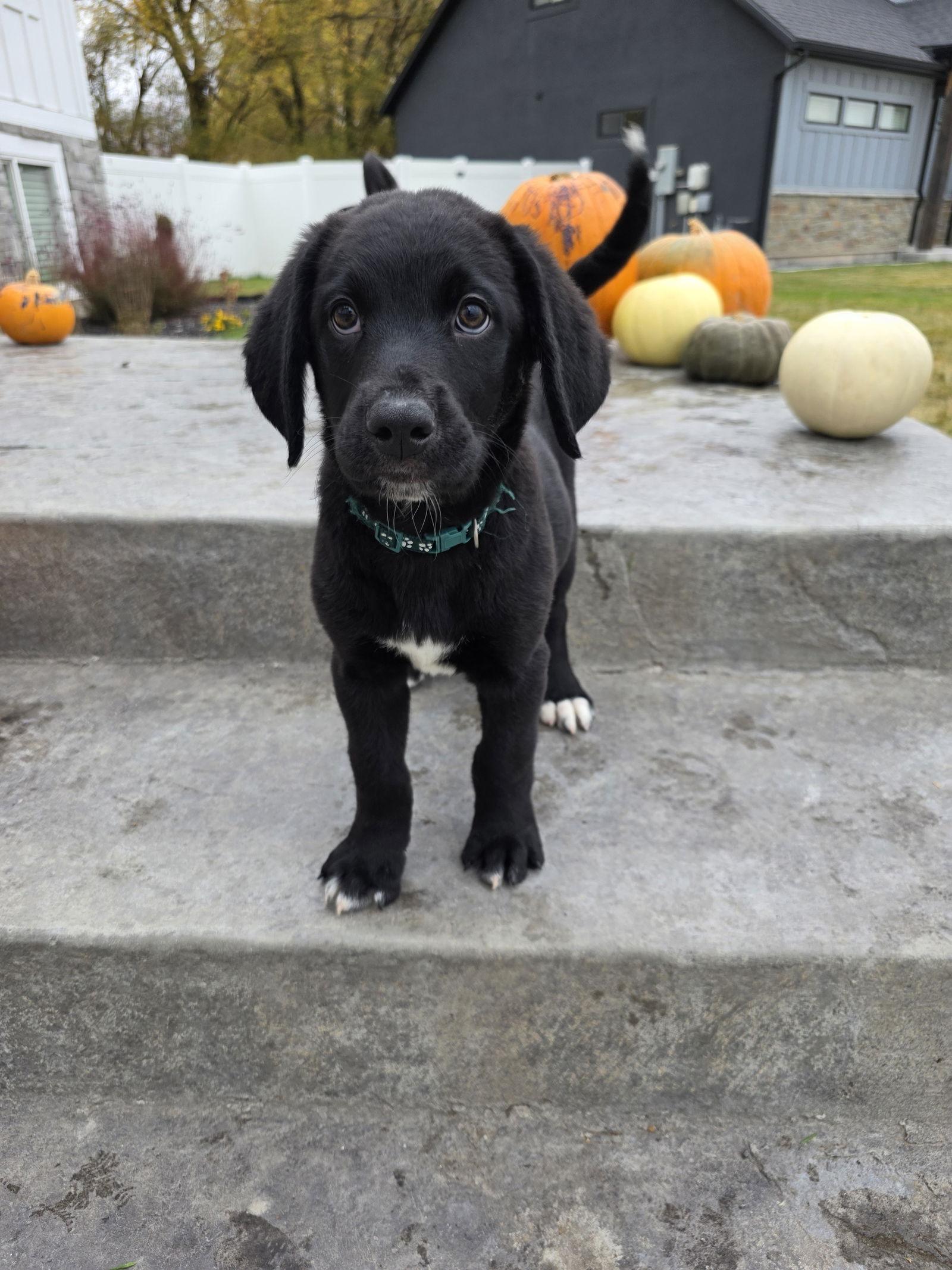 Bone Shaker, a Adopted mixed breed in Midway, UT image 1/2