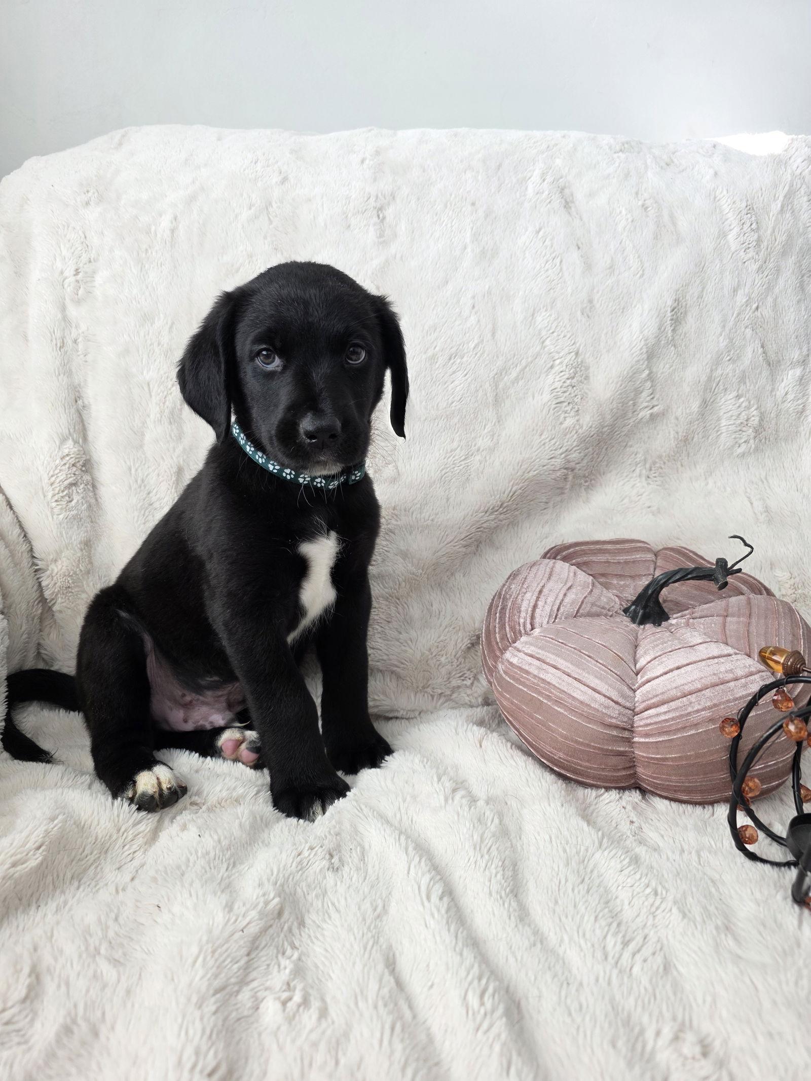 Bone Shaker, a Adopted mixed breed in Midway, UT image 2/2
