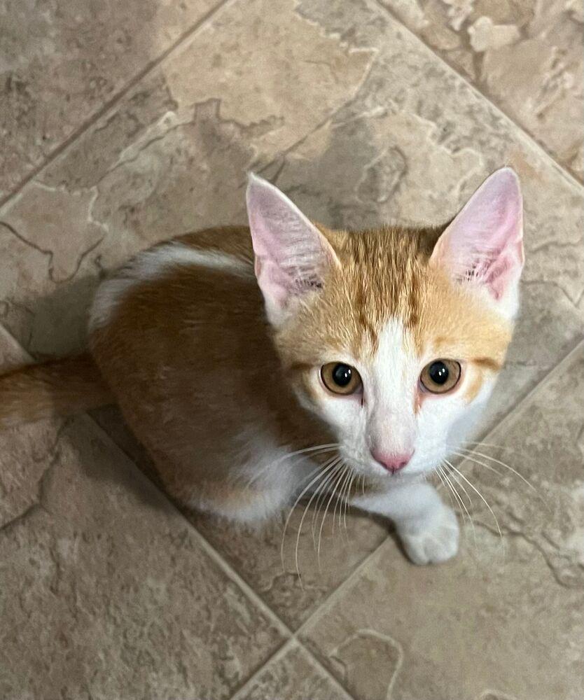 Enlarge Carlos, a Adoptable Domestic Short Hair in McPherson, KS image 1/2
