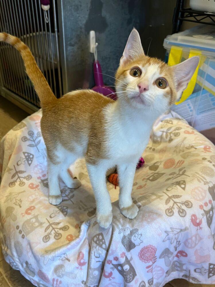 Enlarge Carlos, a Adoptable Domestic Short Hair in McPherson, KS image 2/2