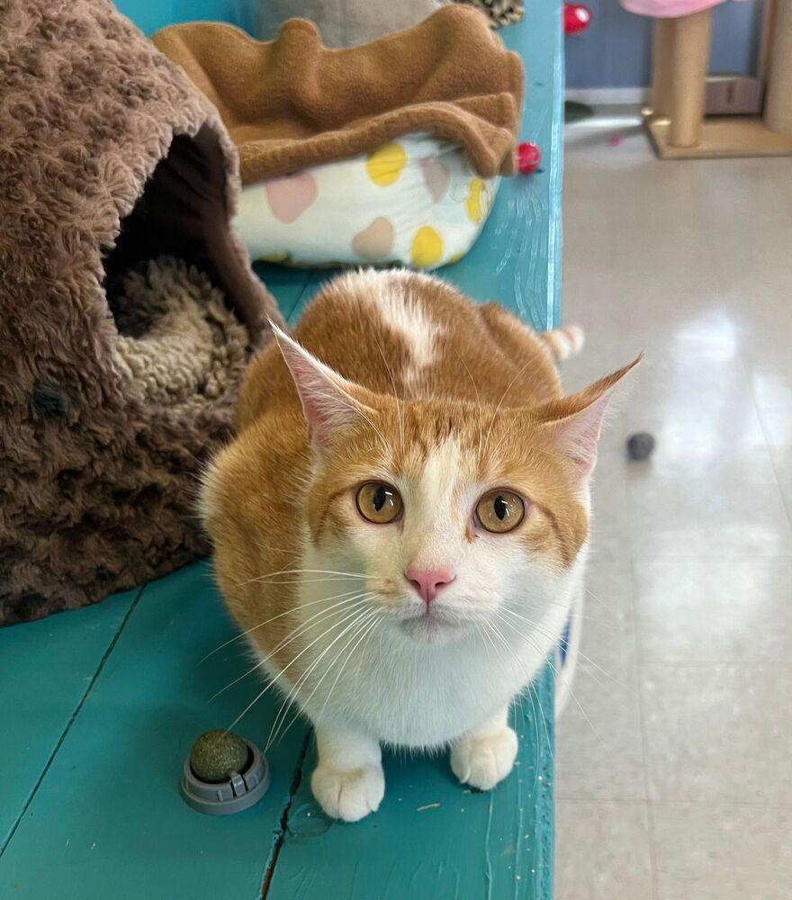 Enlarge Carlos, a Adoptable Domestic Short Hair in McPherson, KS image 3/3