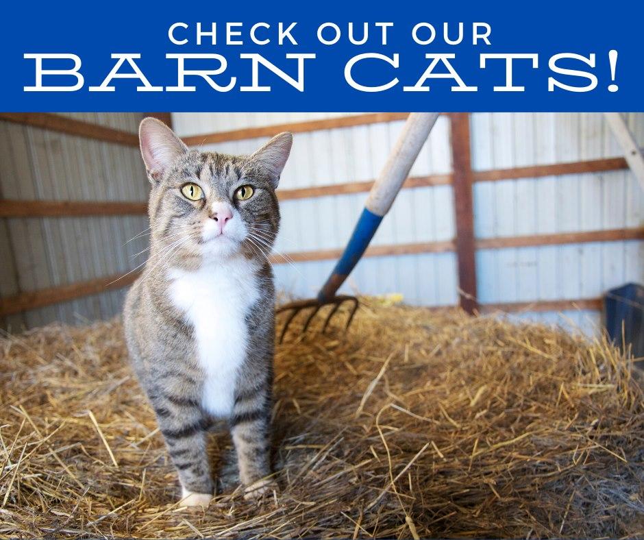 BARN CAT PROGRAM, Adoptable, Adult Female Domestic Short Hair.