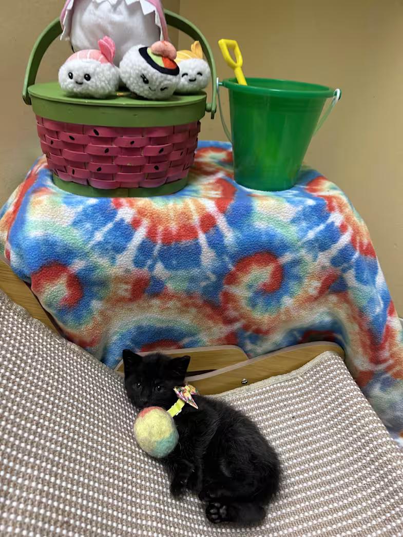 Dune, adopted, Kitten Male Domestic Short Hair.