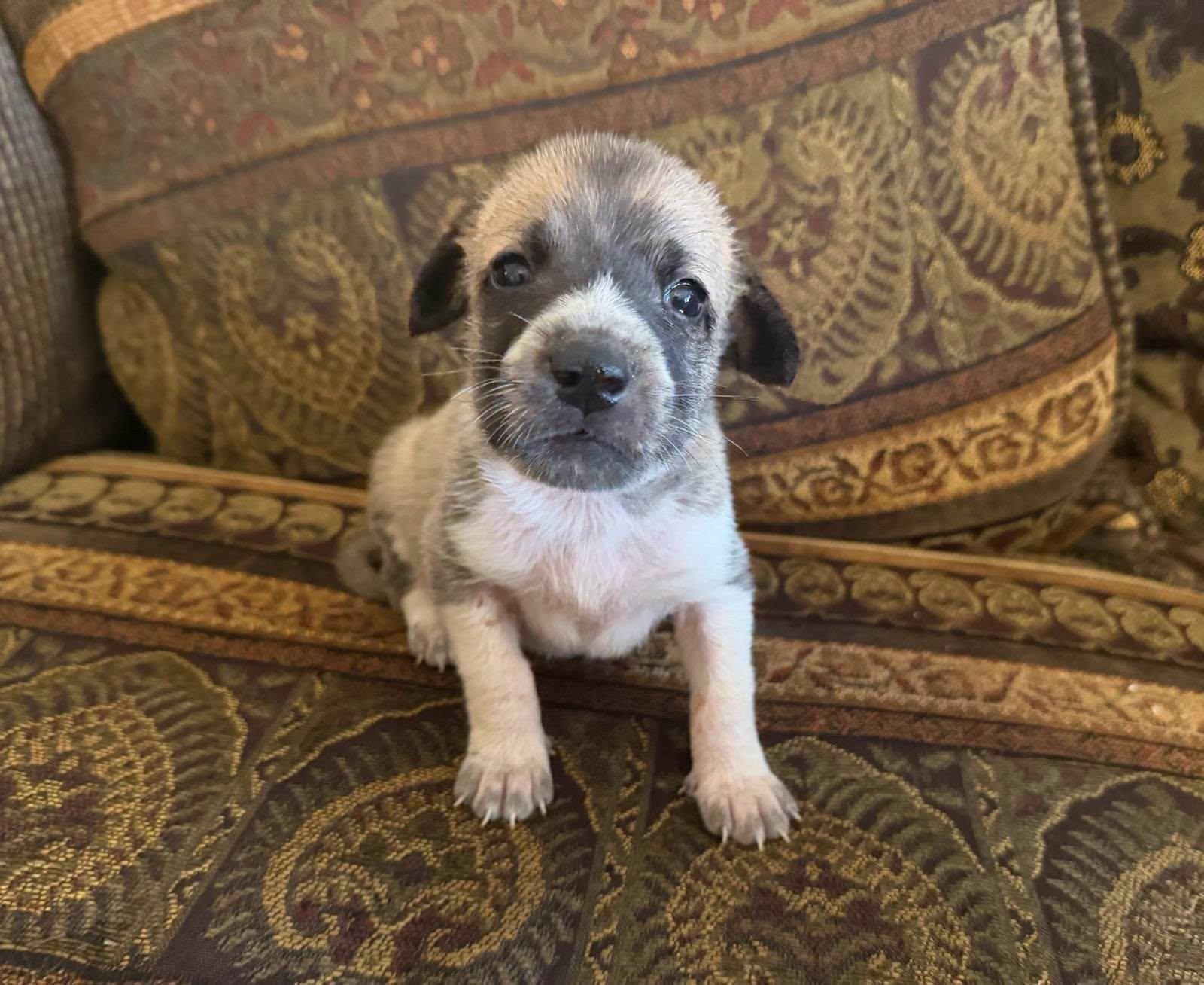 Mira, Adopted, Puppy Female Great Pyrenees.